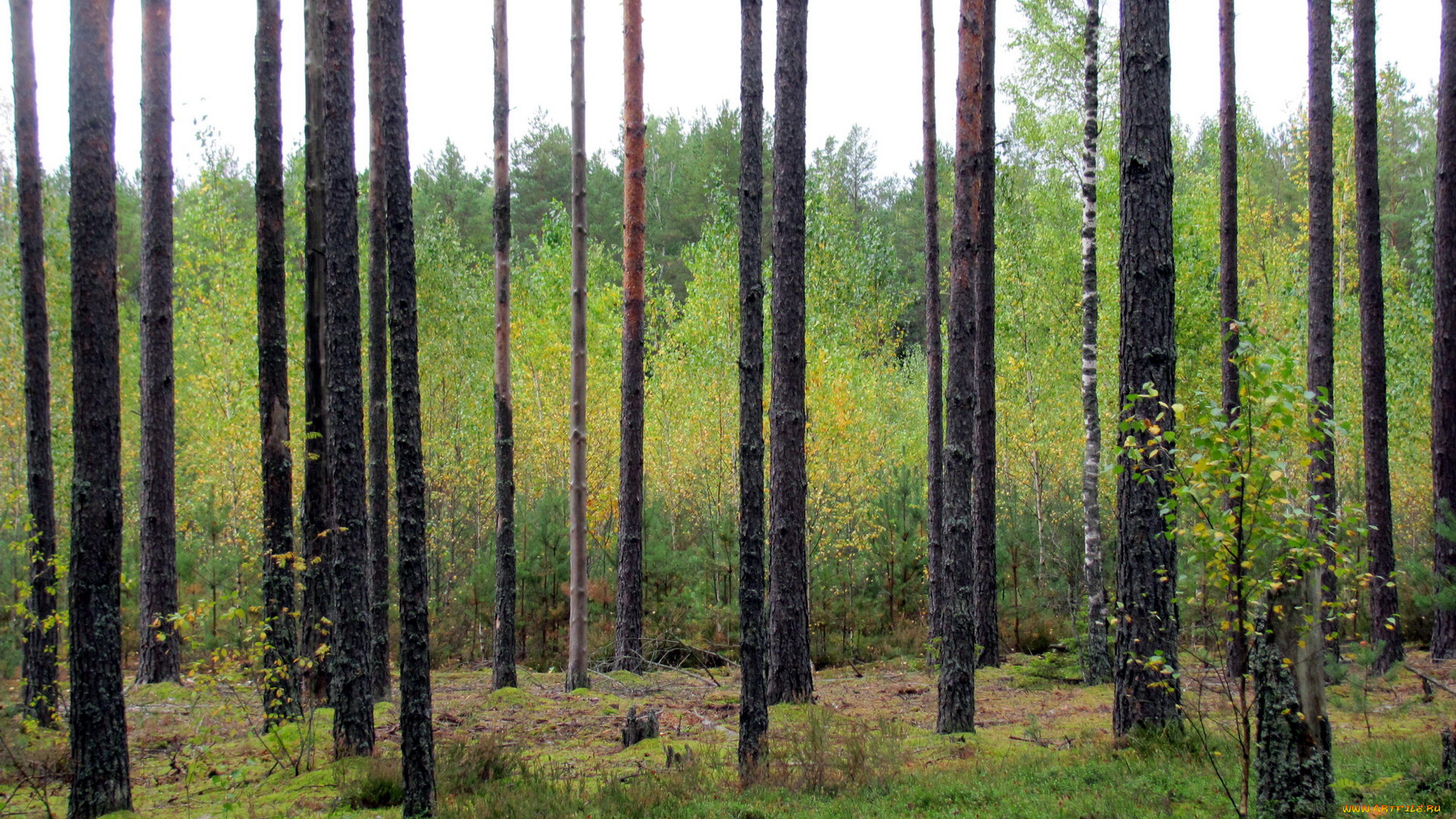 природа, лес, сосны, березки