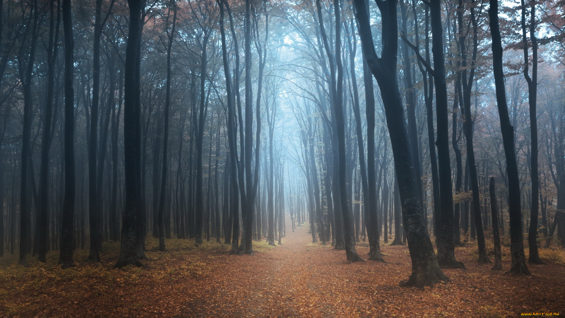 природа, лес, туман, осень