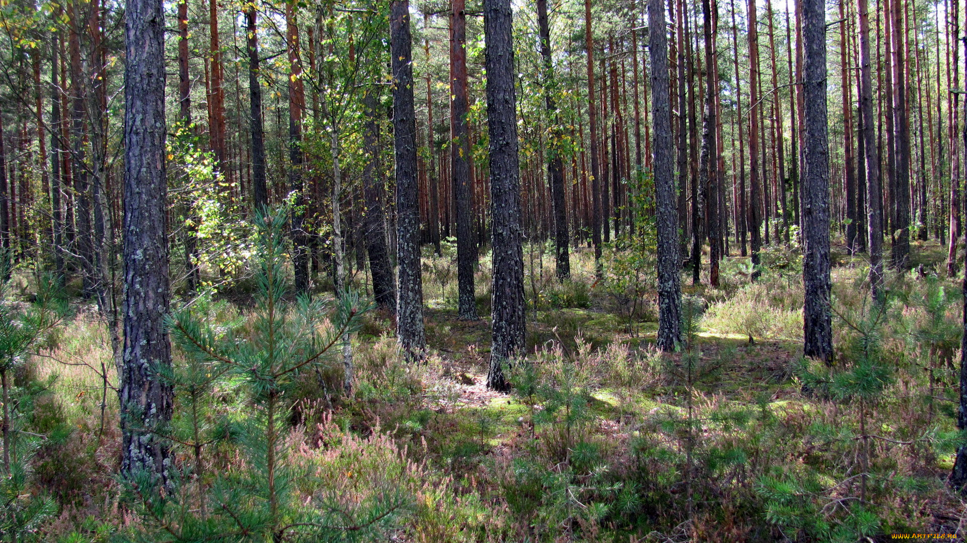 природа, лес, вереск, сосны