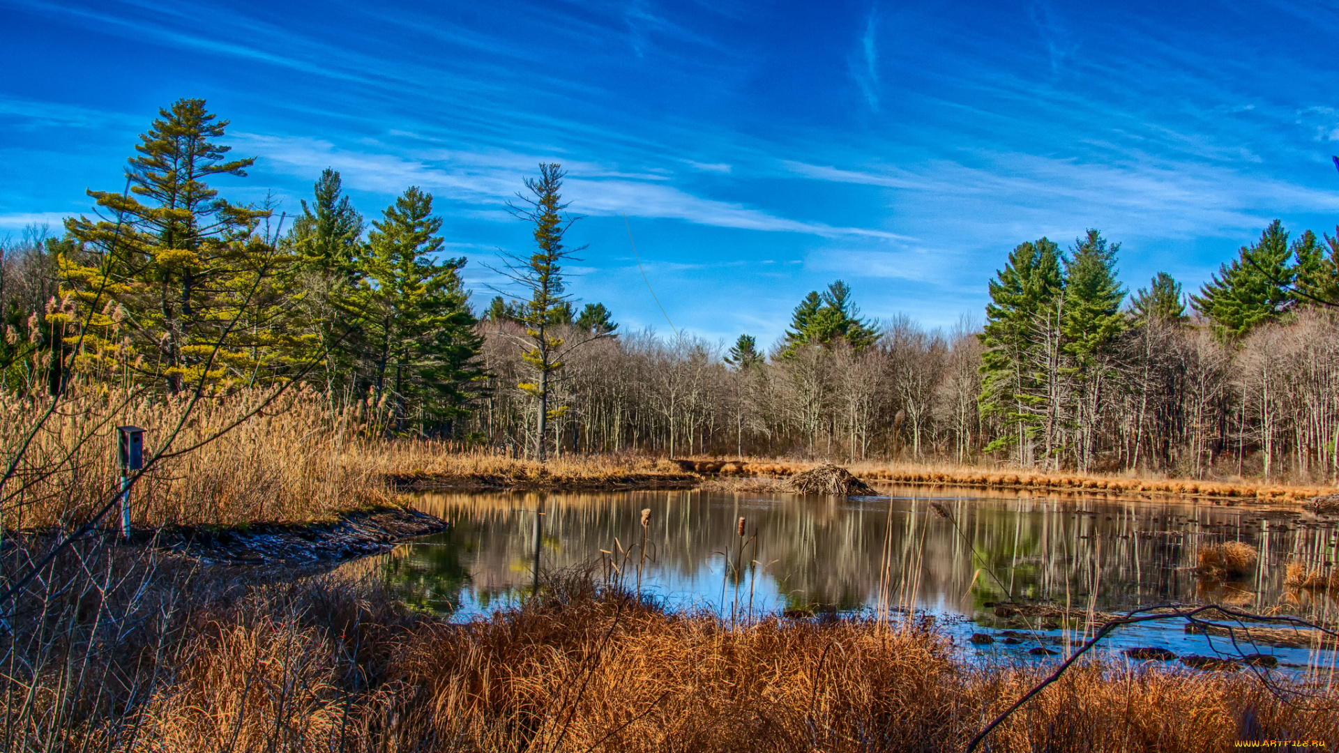 природа, реки, озера, лес, река