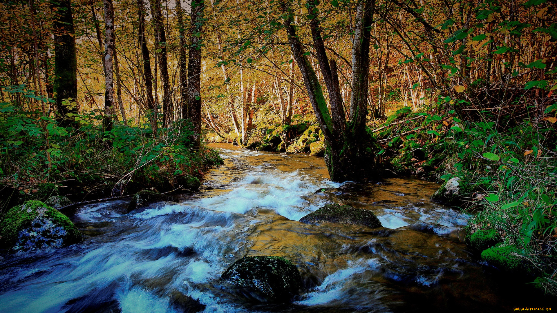 природа, реки, озера, река, лес