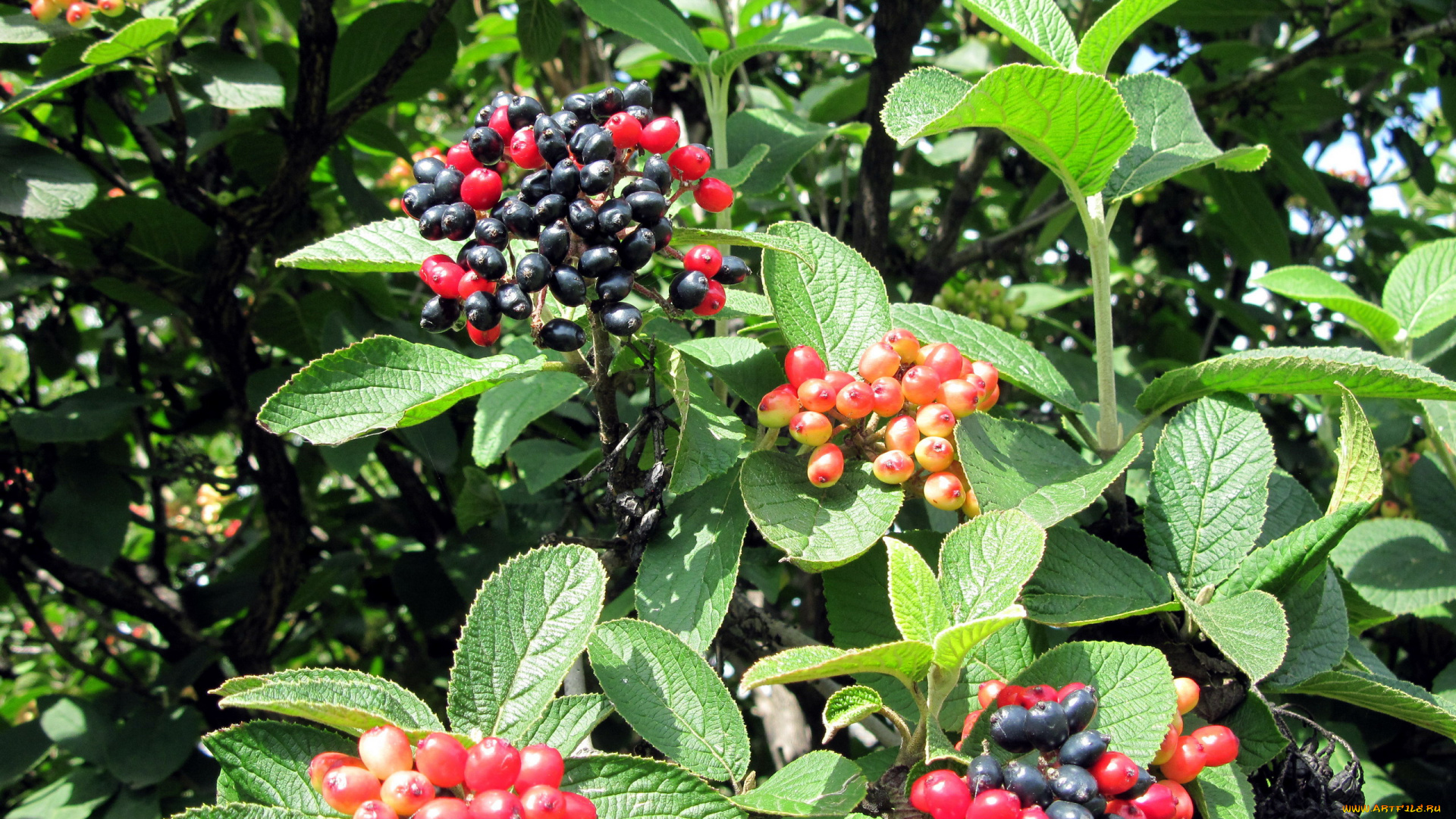 природа, Ягоды, красный, черный