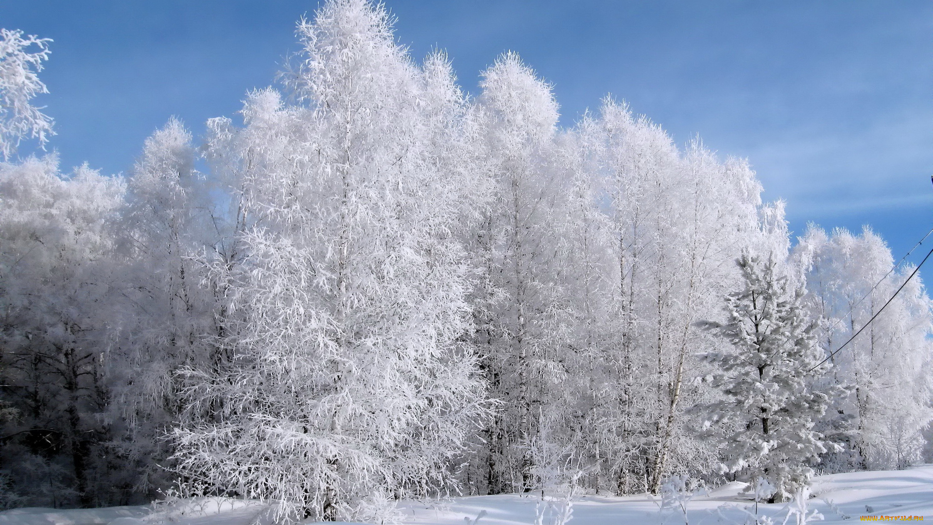 природа, зима, лес, иней, снег