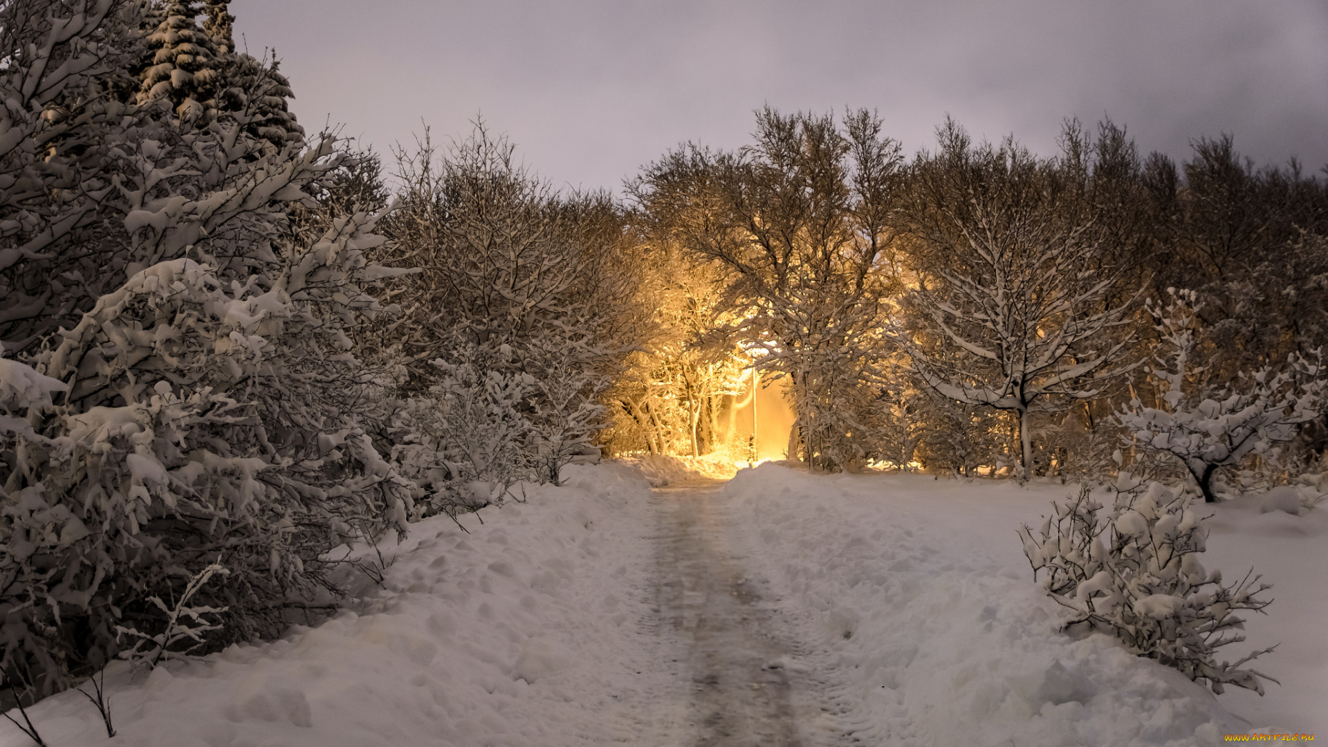 природа, зима, лес, снег, вечер