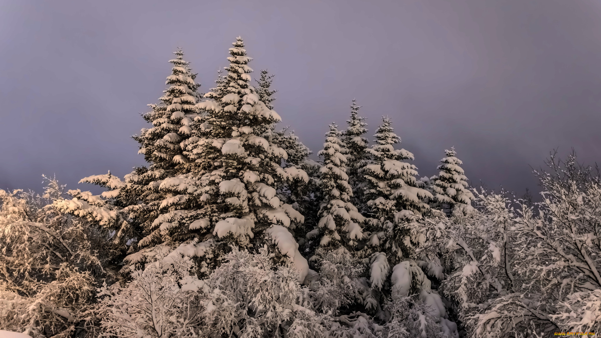природа, зима, лес, вечер, снег