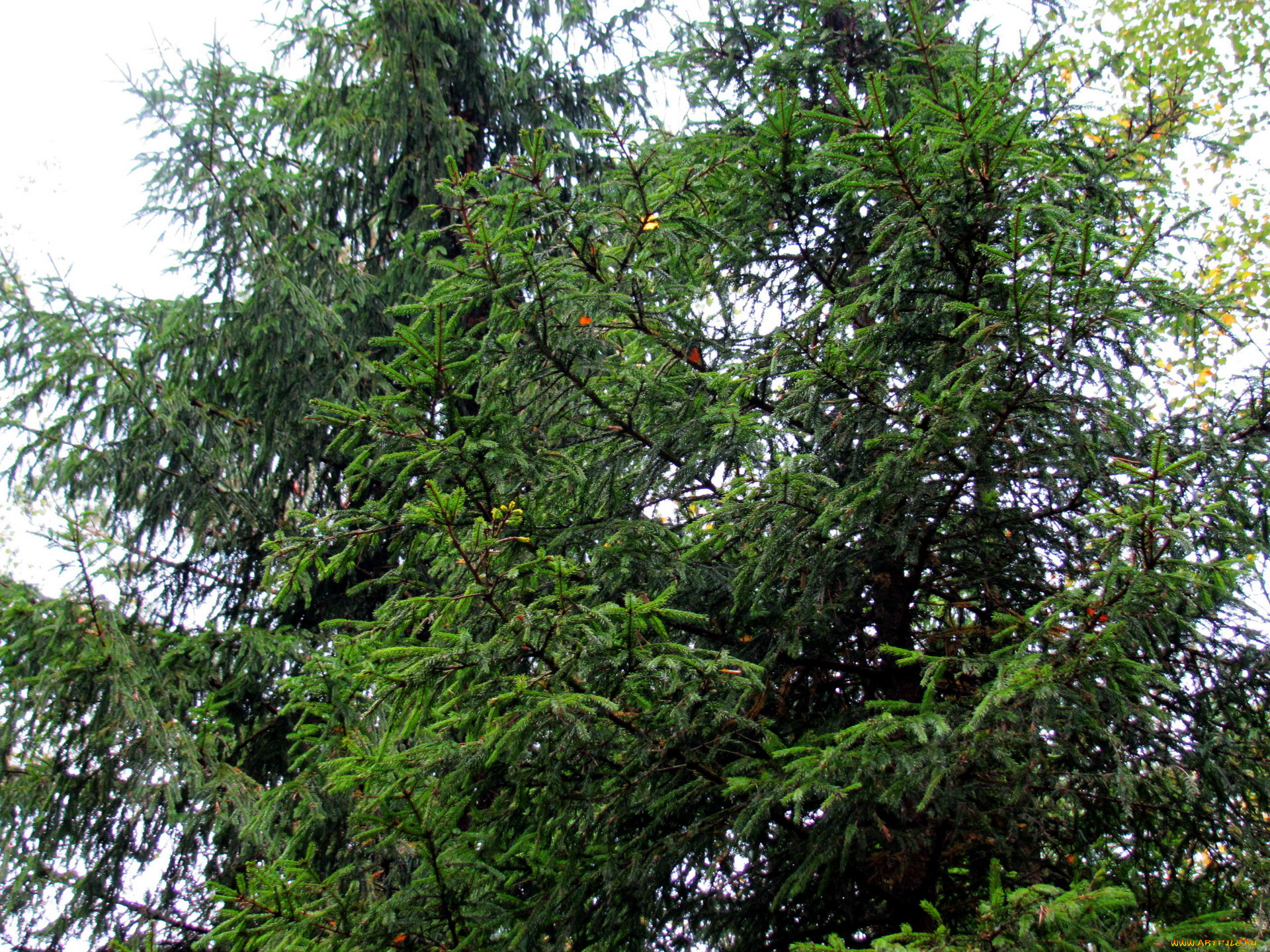 природа, деревья, ели