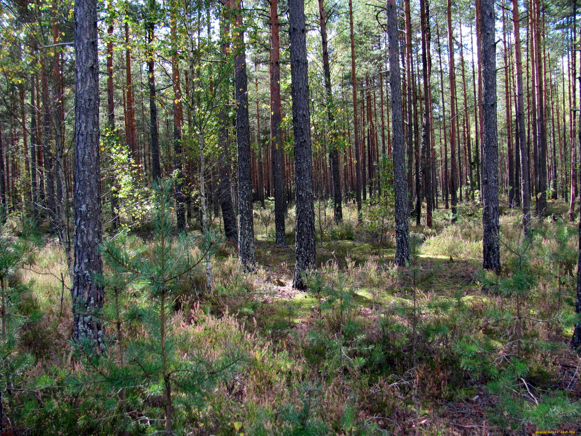 природа, лес, вереск, сосны