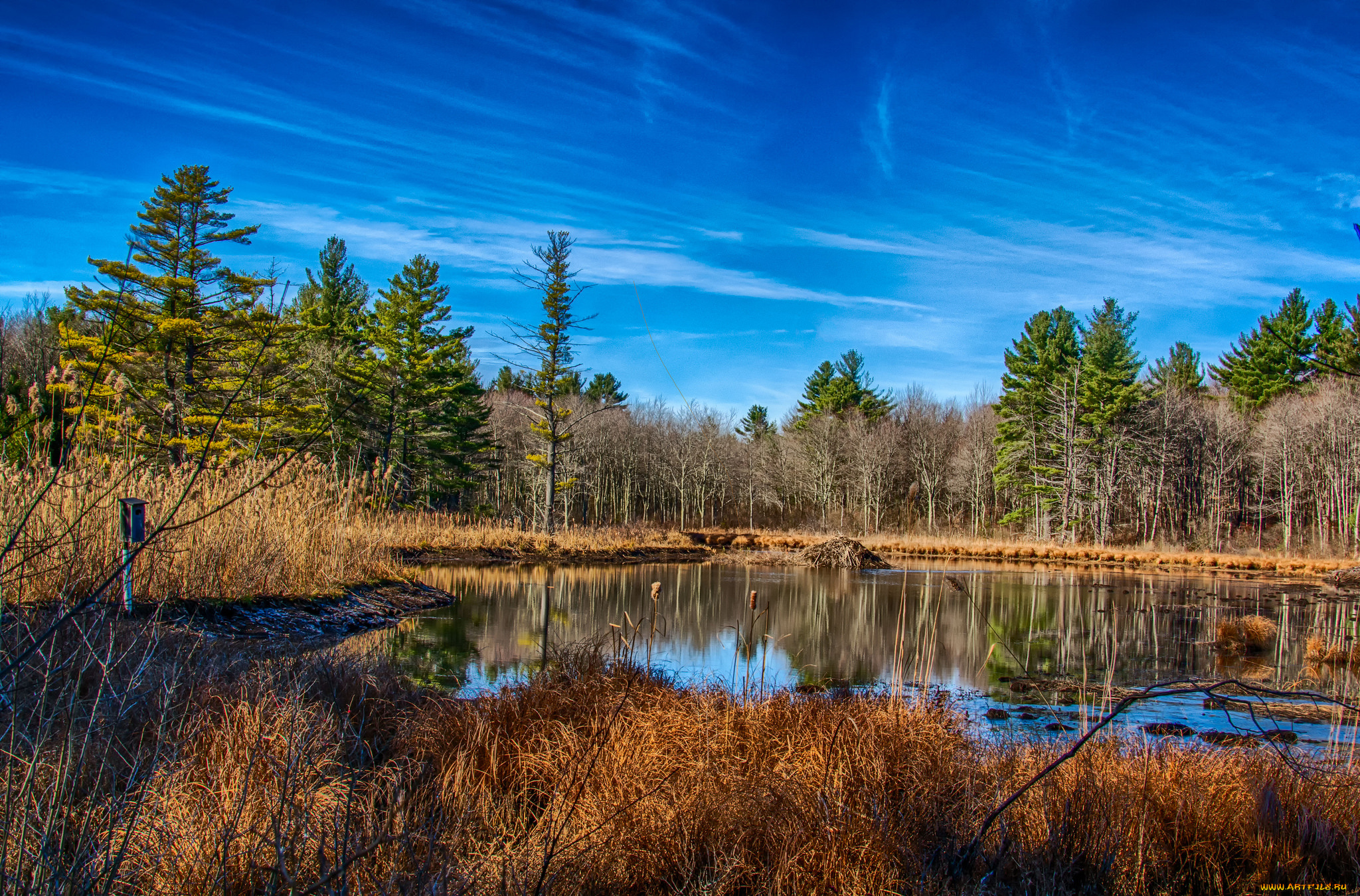 природа, реки, озера, лес, река