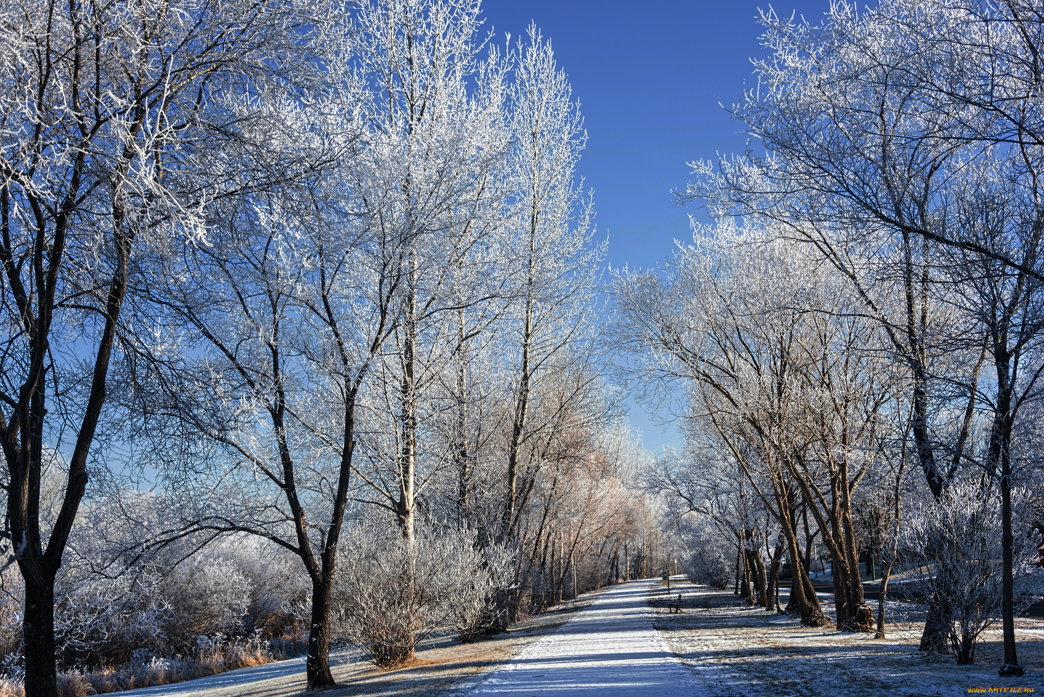 природа, другое, шоссе, аллея