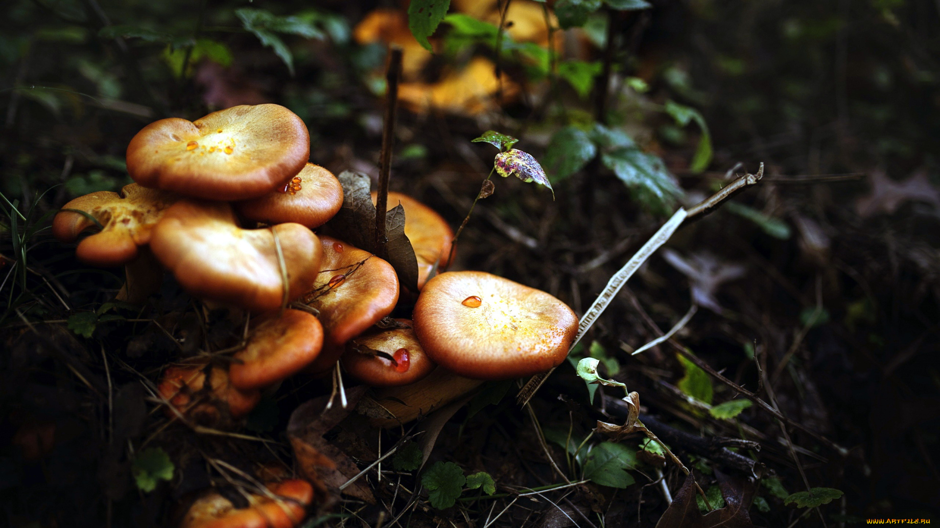природа, грибы, семейка