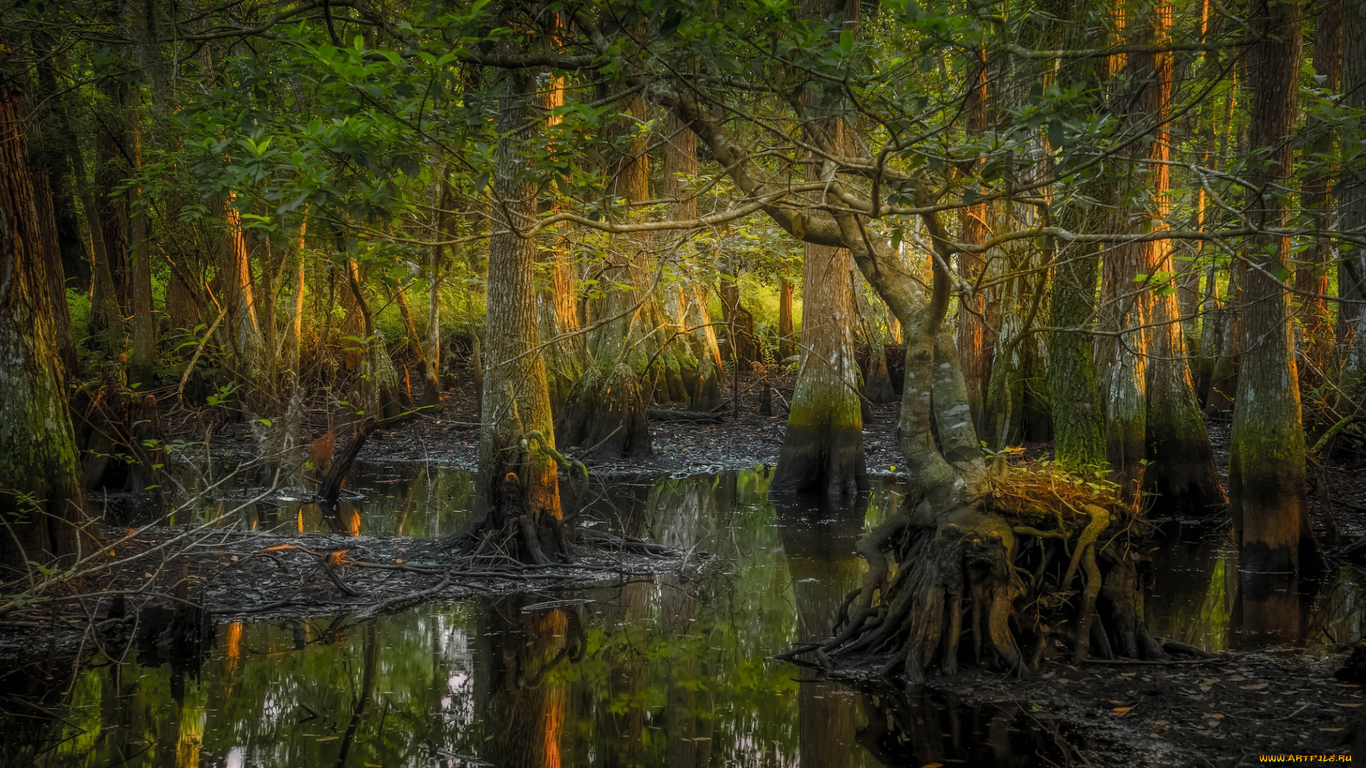 природа, лес, деревья