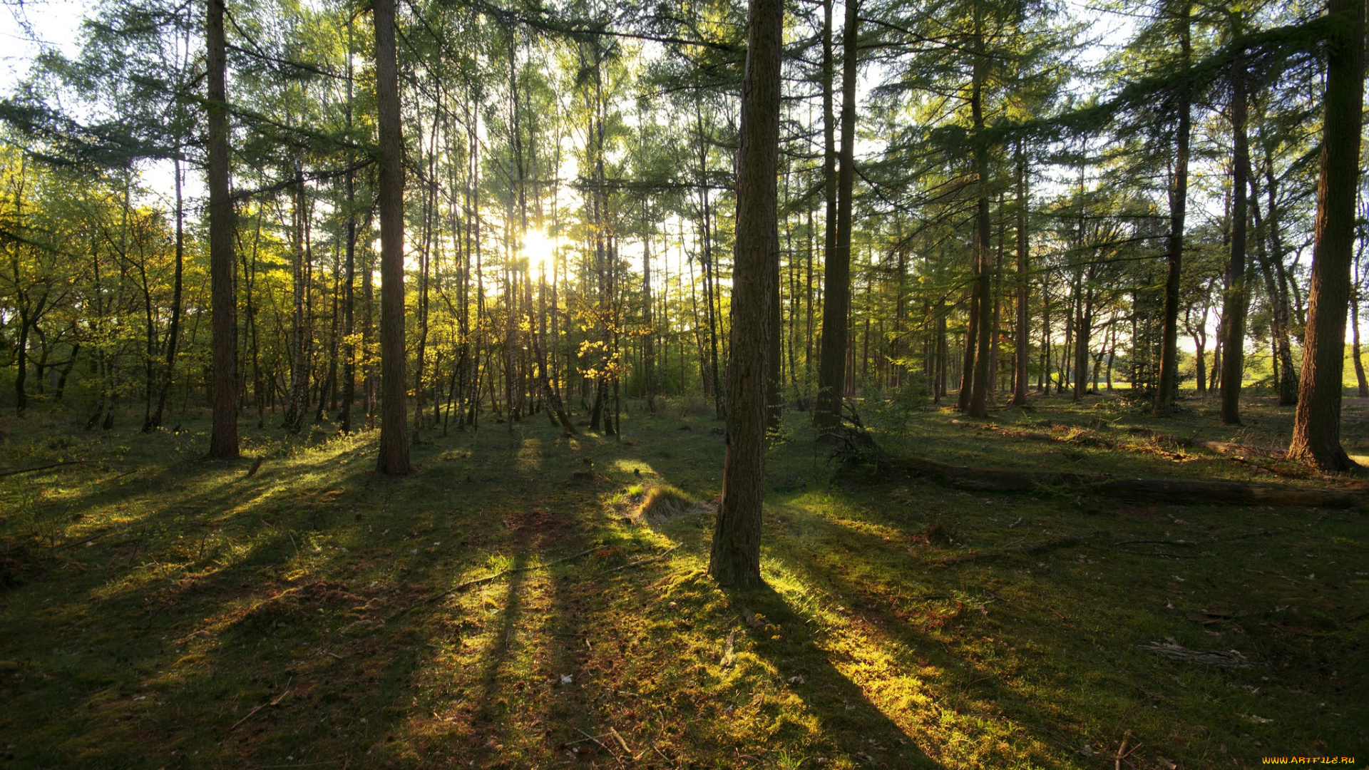 природа, лес, деревья