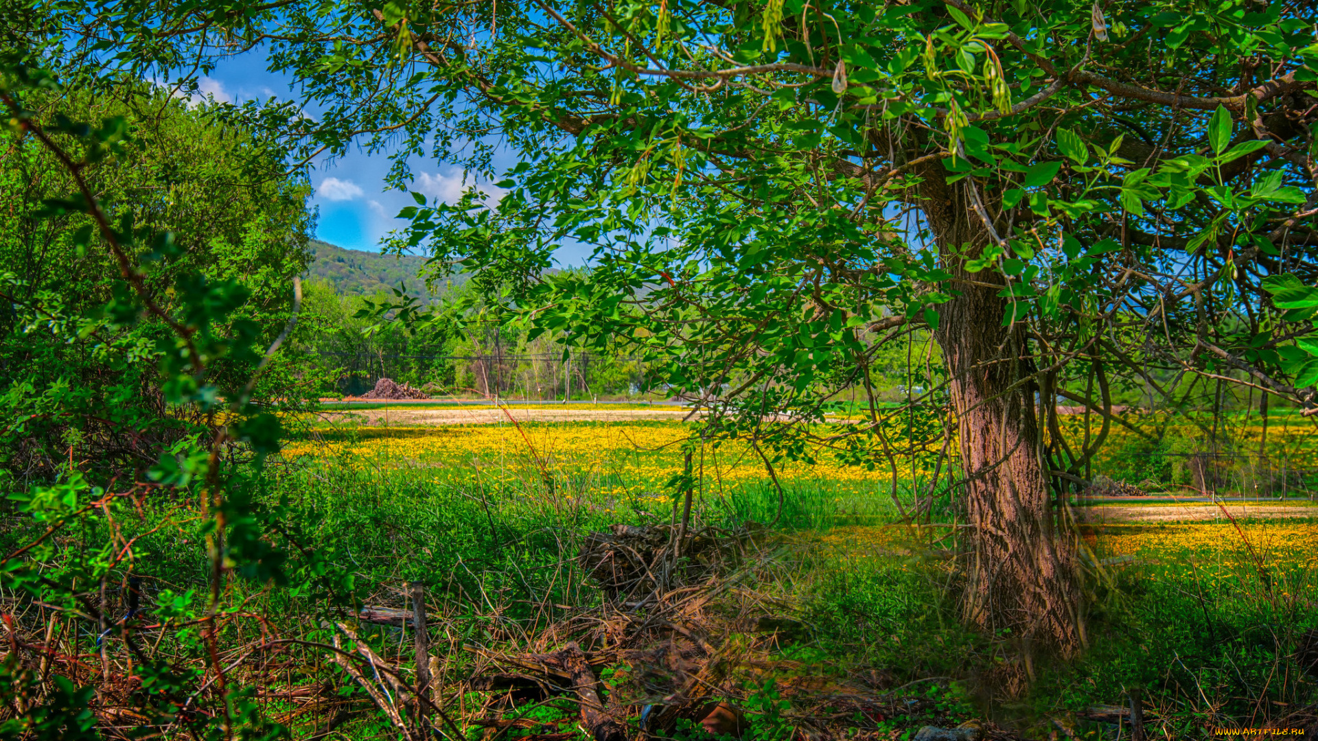 природа, лес, деревья