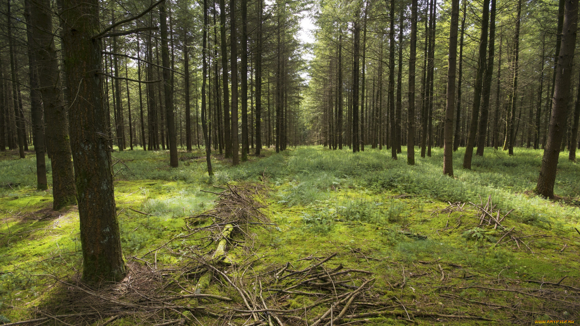 природа, лес, деревья