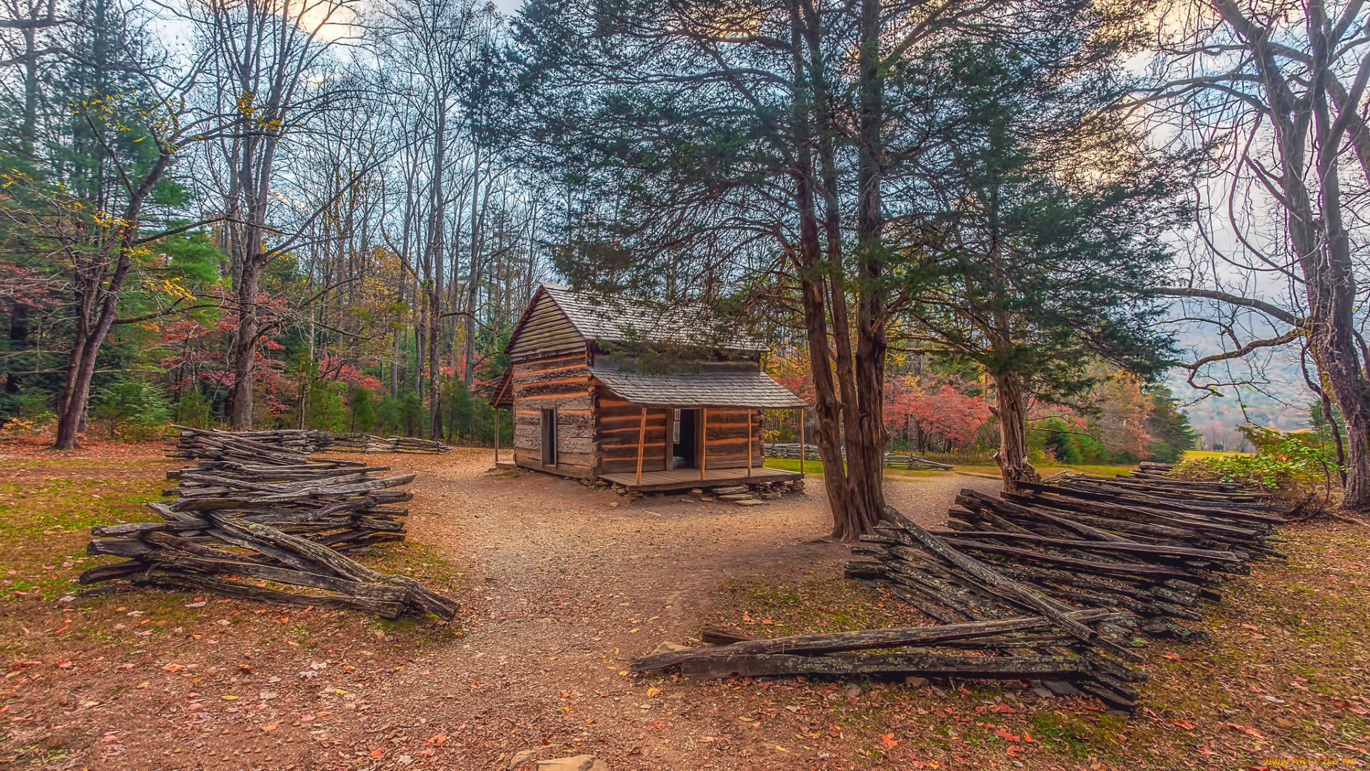 природа, лес, деревья