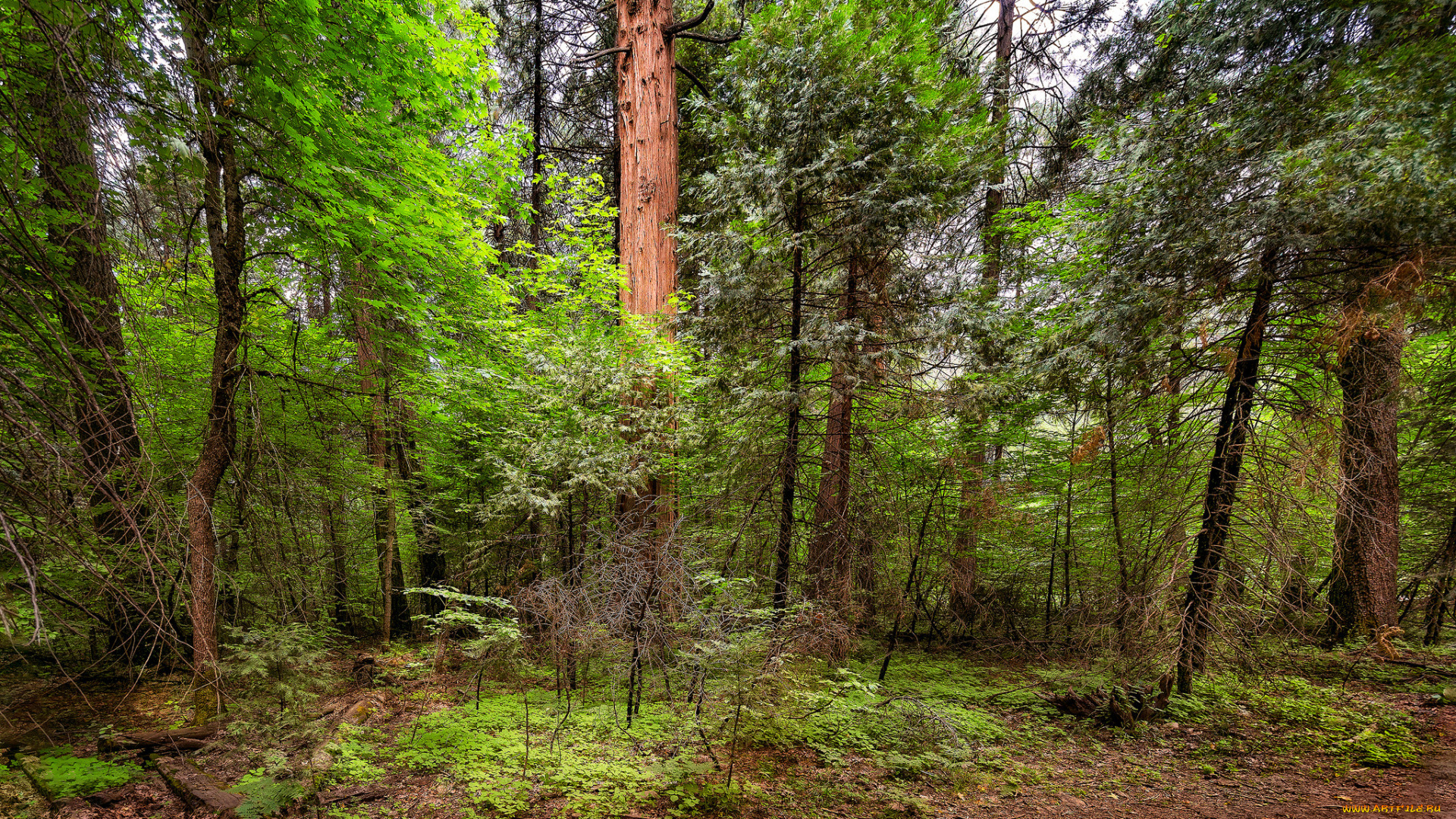 природа, лес, деревья
