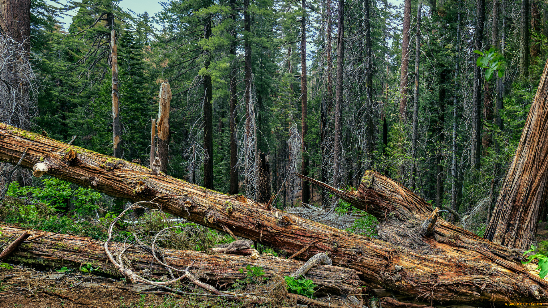 природа, лес, деревья