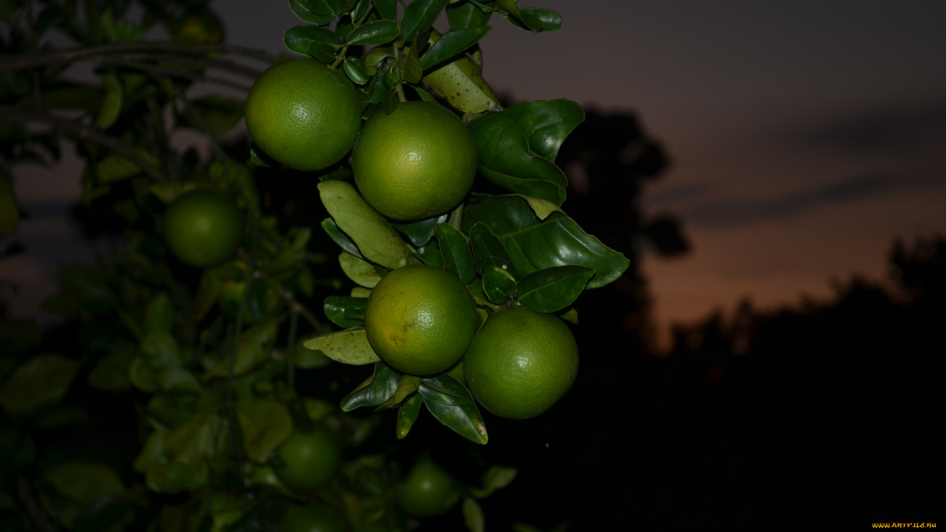 природа, плоды, лимоны
