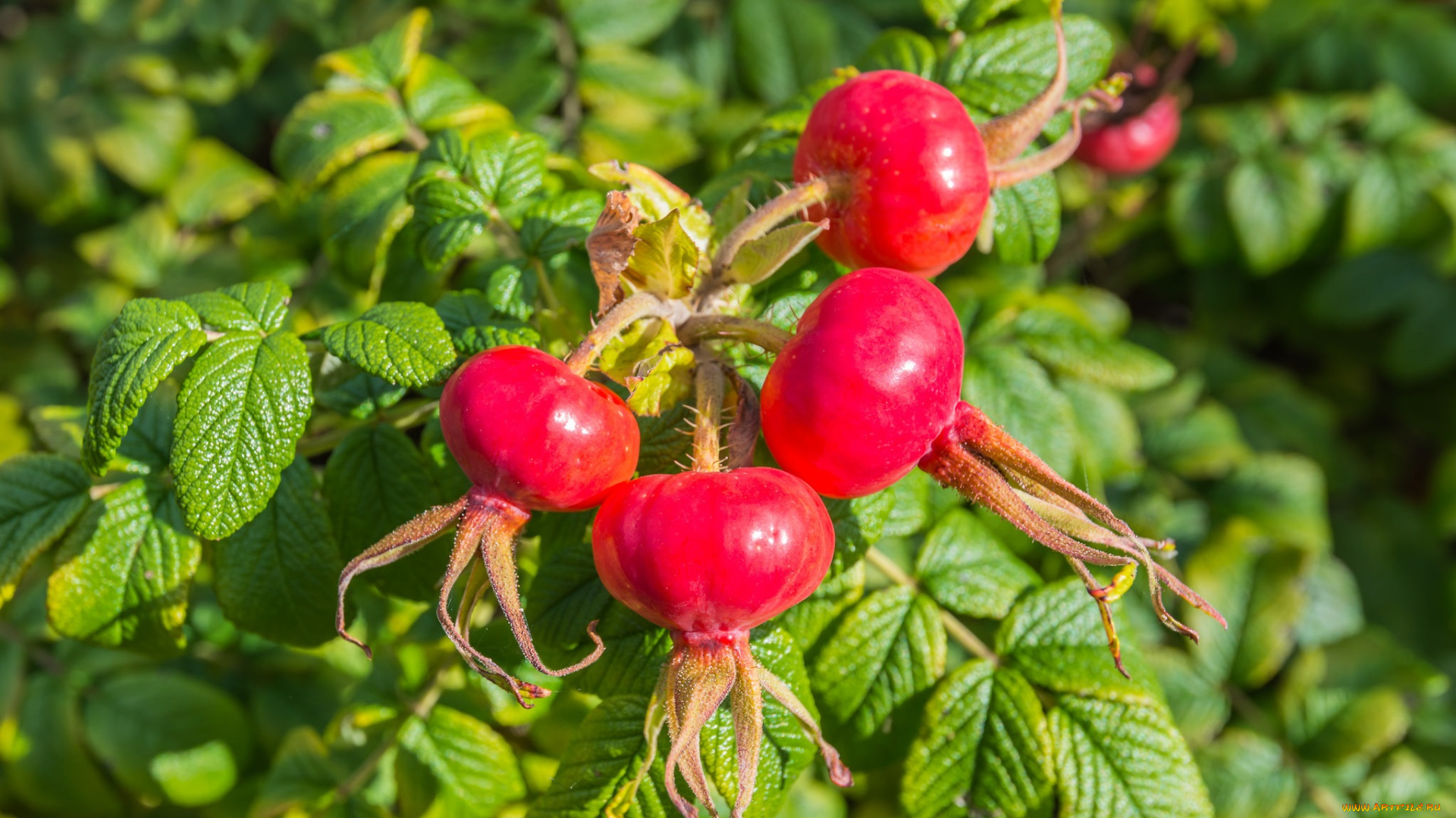 природа, плоды, шиповник