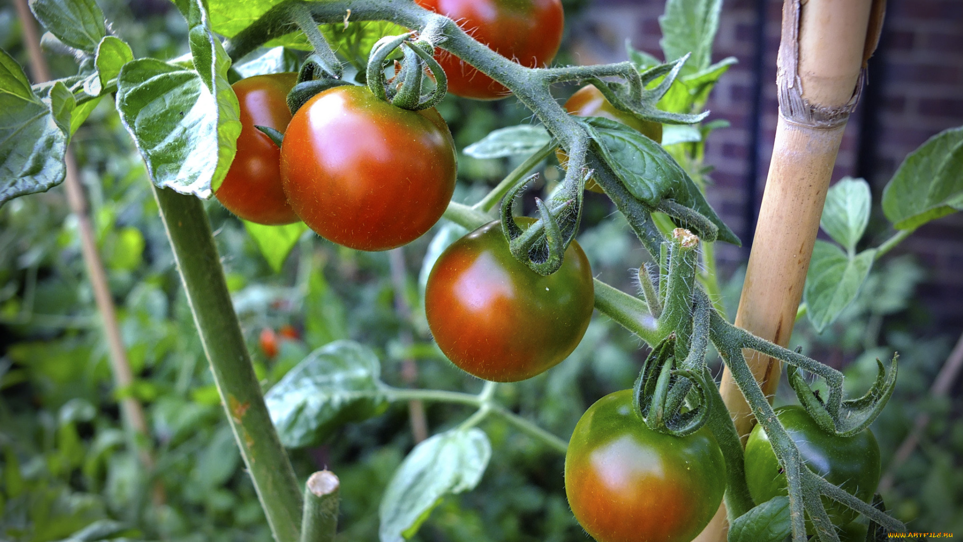 природа, плоды, томаты, помидоры