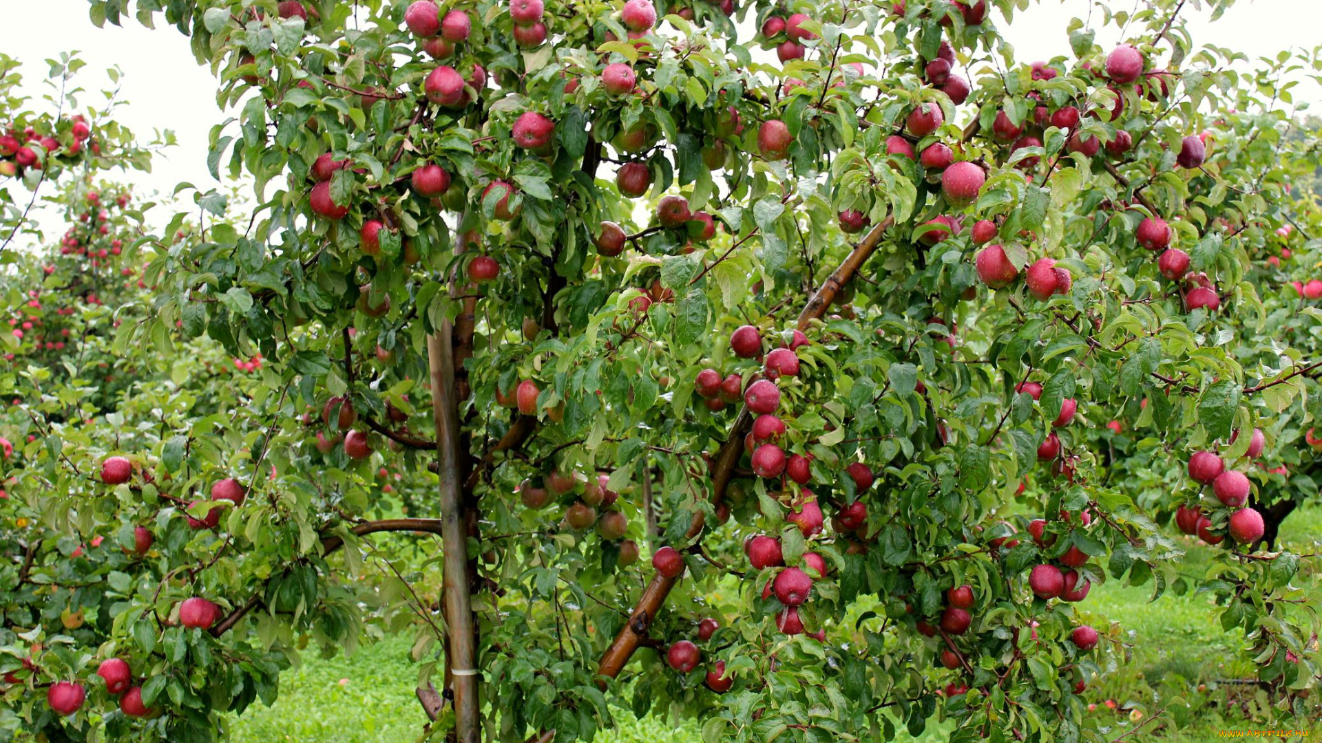 природа, плоды, яблоки, ветки
