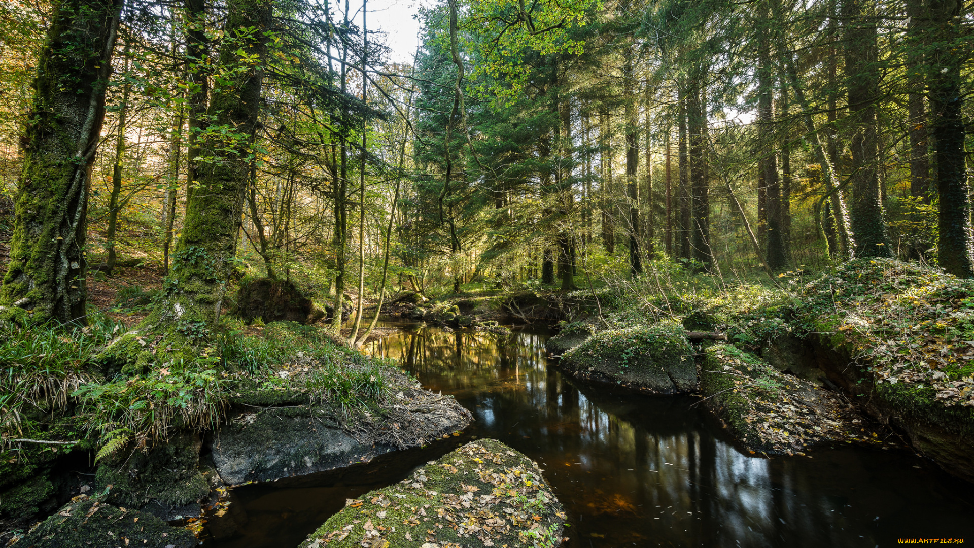 природа, реки, озера, лес, река