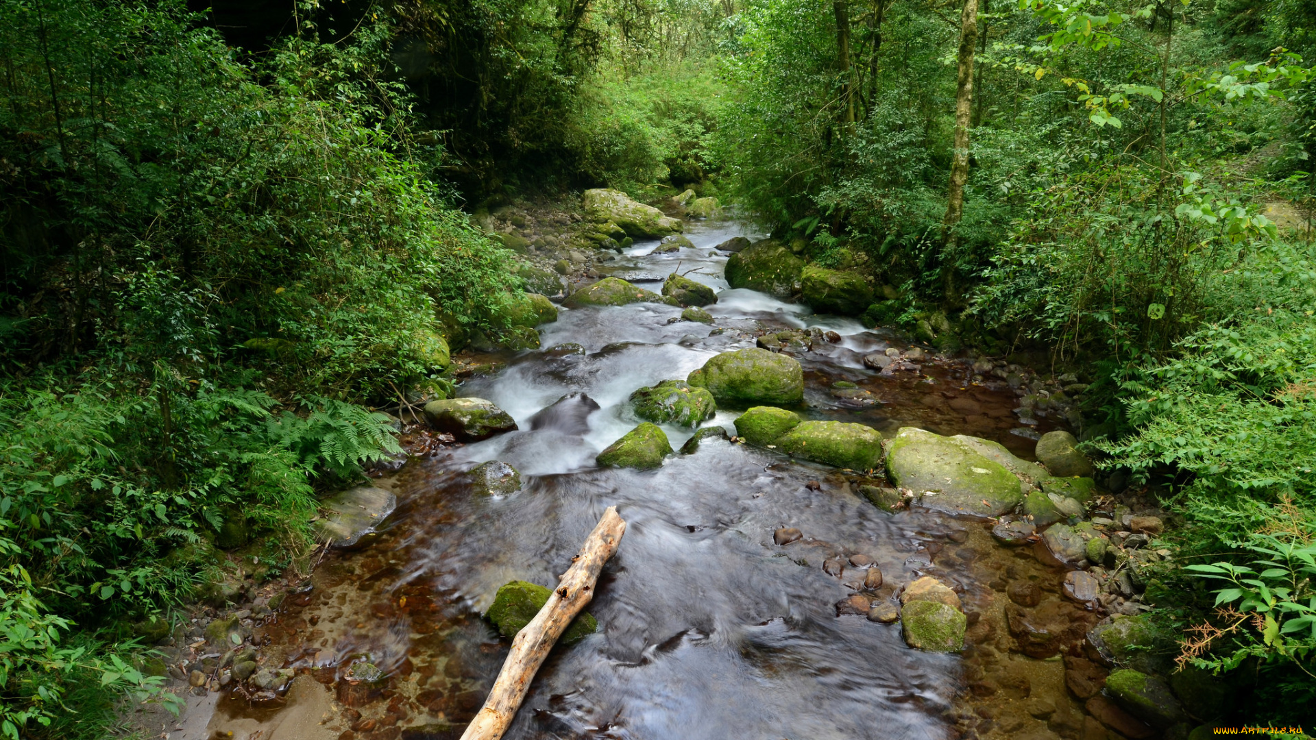 природа, реки, озера, лес, река