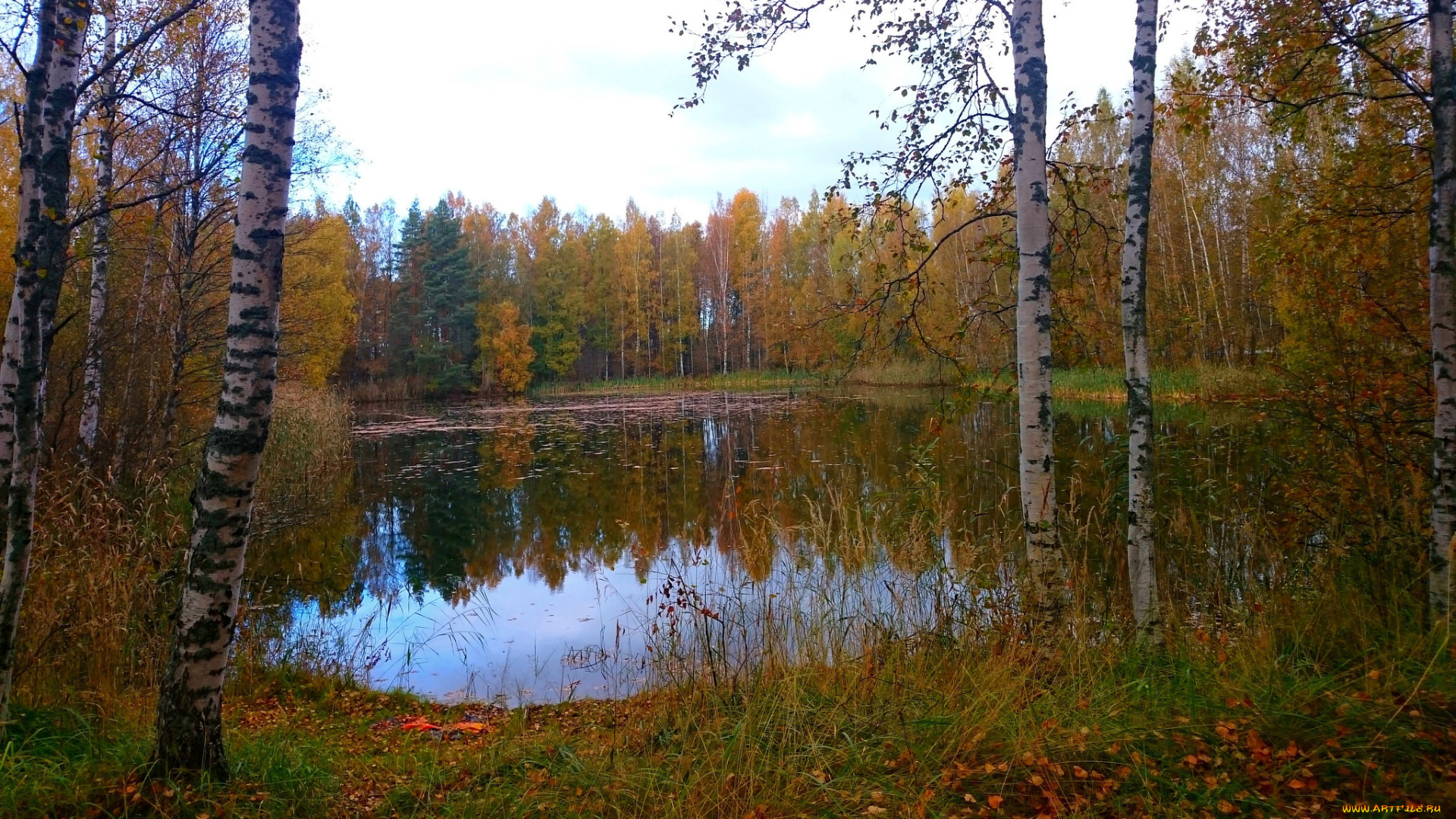 природа, реки, озера, лес, река