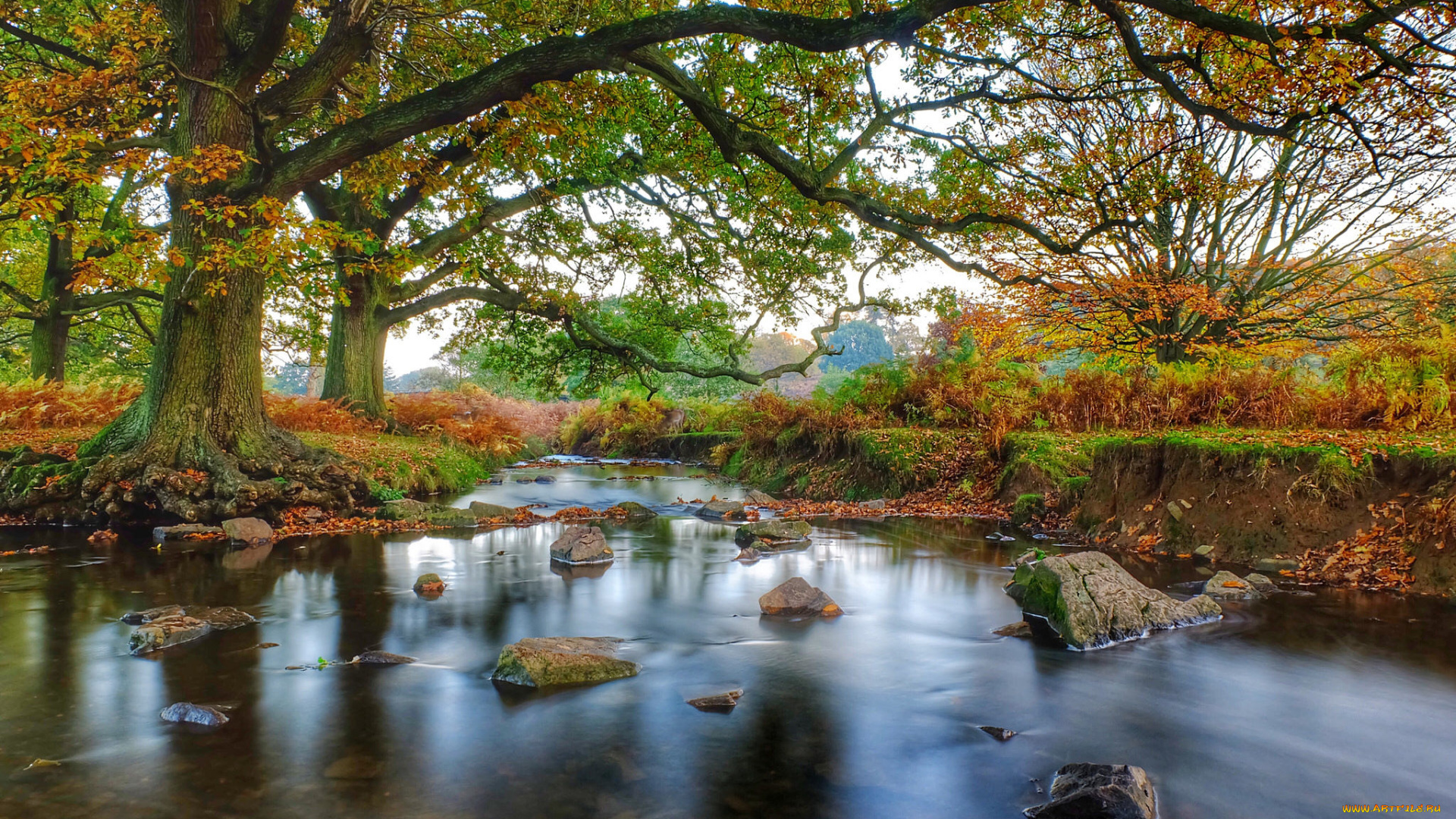 природа, реки, озера, лес, река