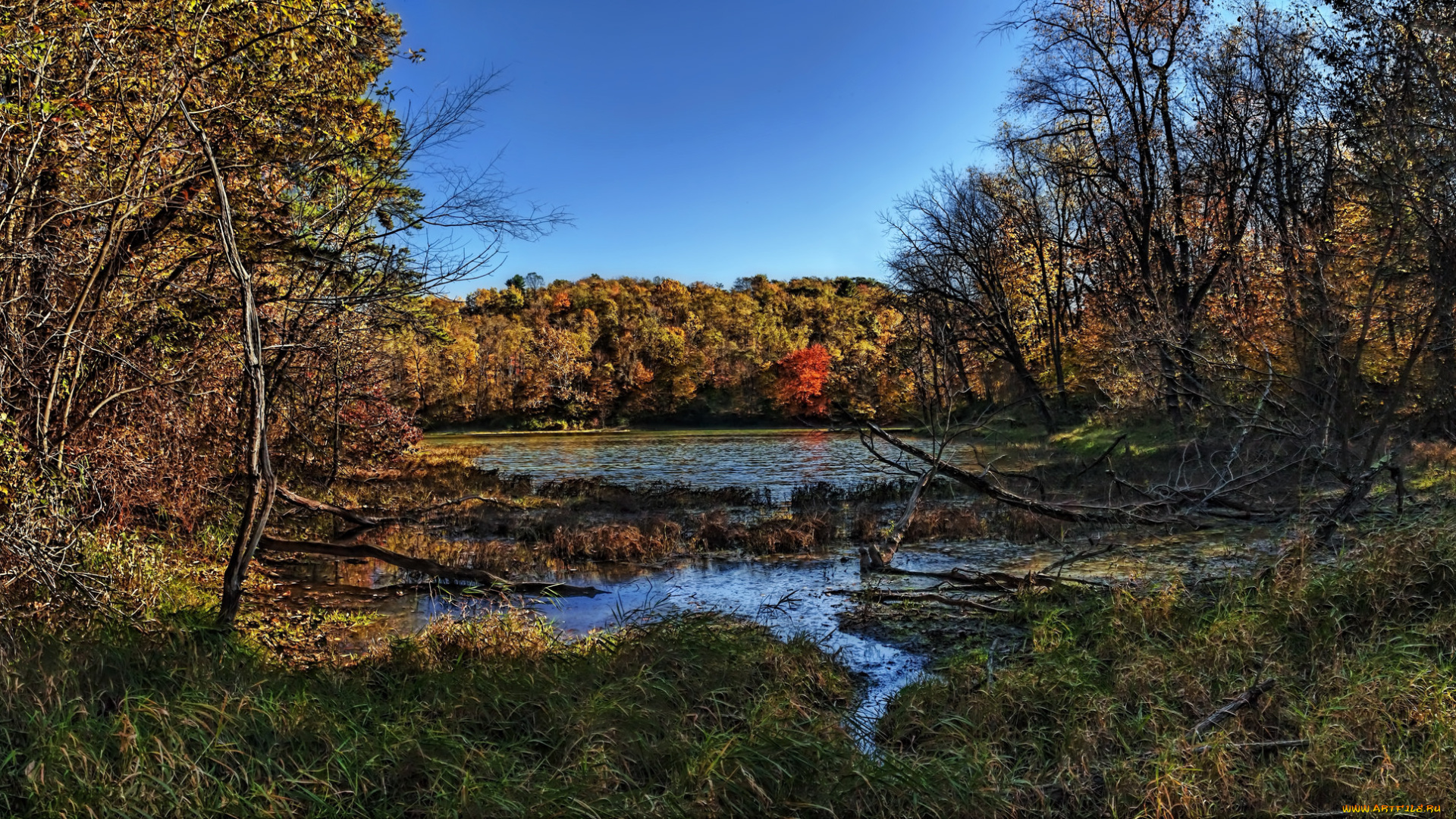 природа, реки, озера, лес, река