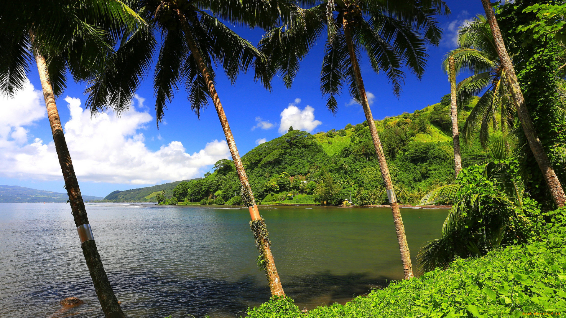 природа, тропики, курорт