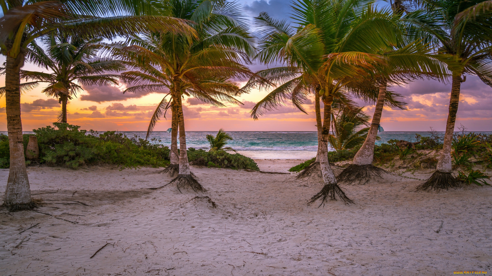 природа, тропики, курорт