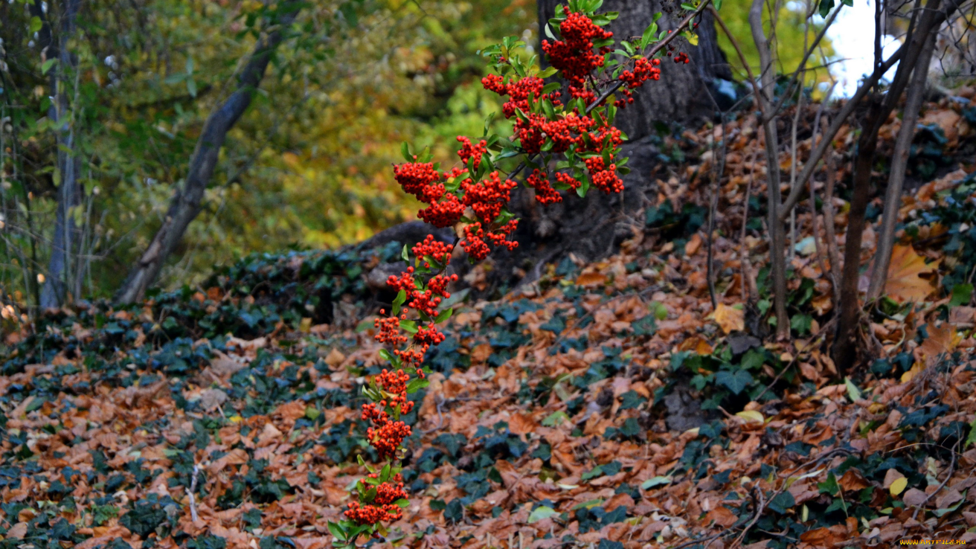 природа, Ягоды, , рябина, пираканта