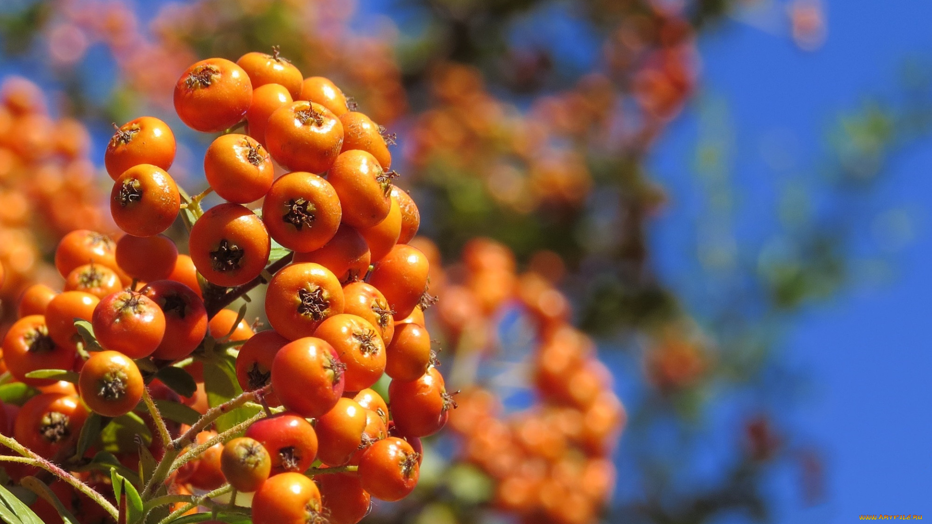 природа, Ягоды, , рябина, ягоды