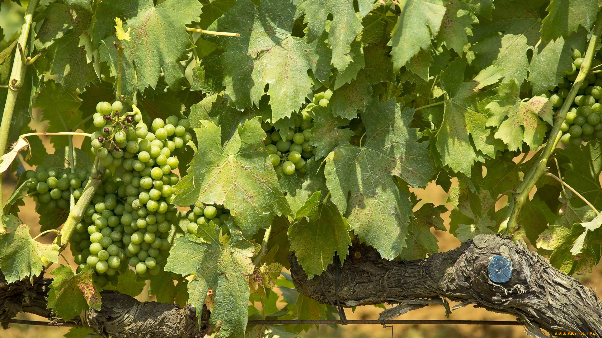 природа, Ягоды, , виноград, лоза