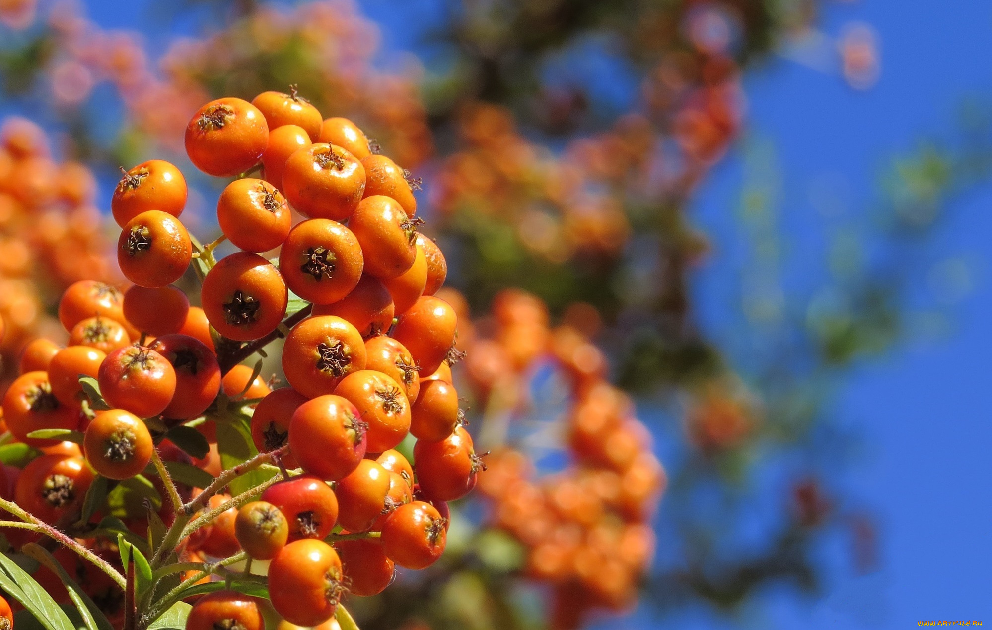 природа, Ягоды, , рябина, ягоды