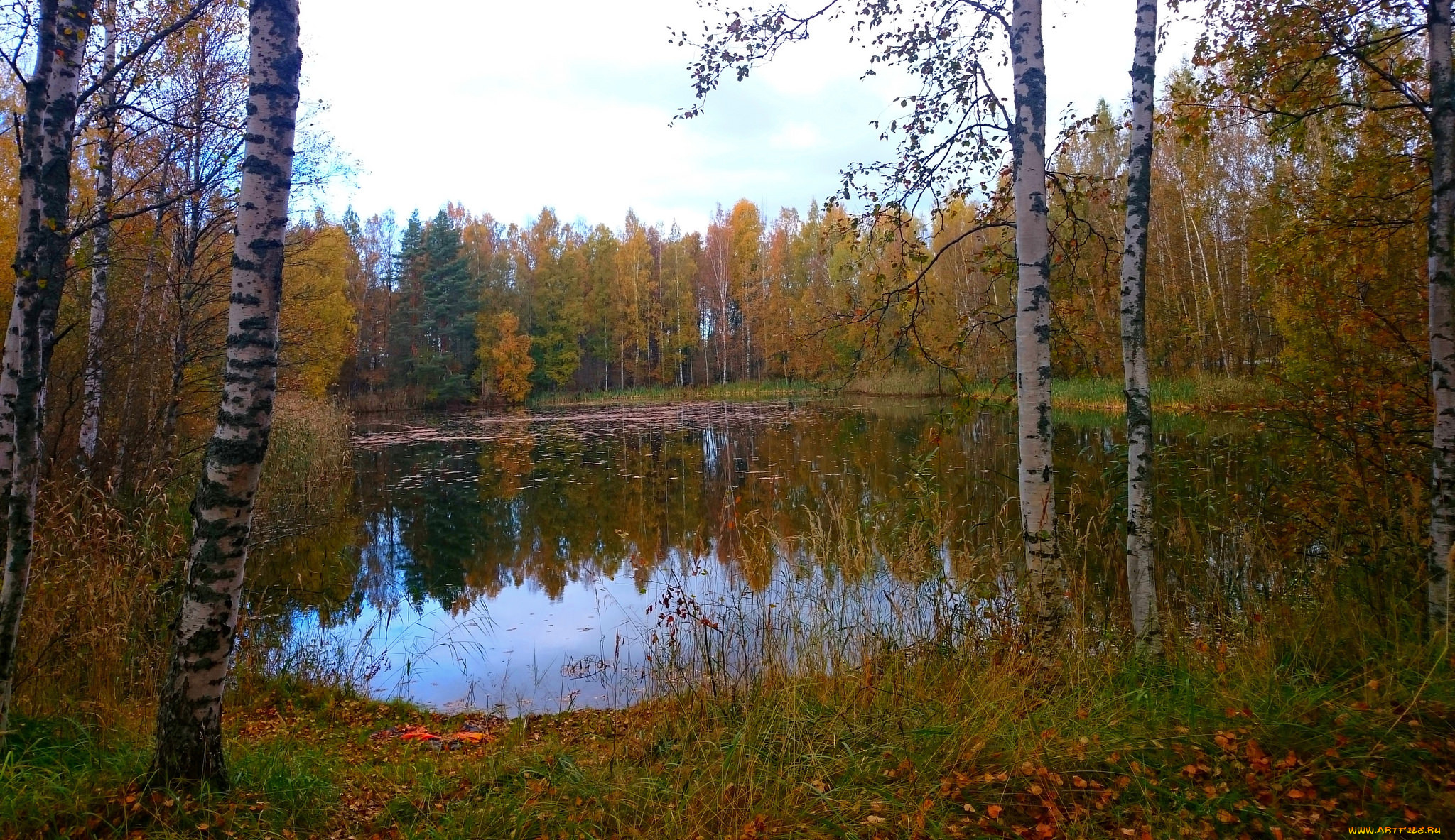 природа, реки, озера, лес, река