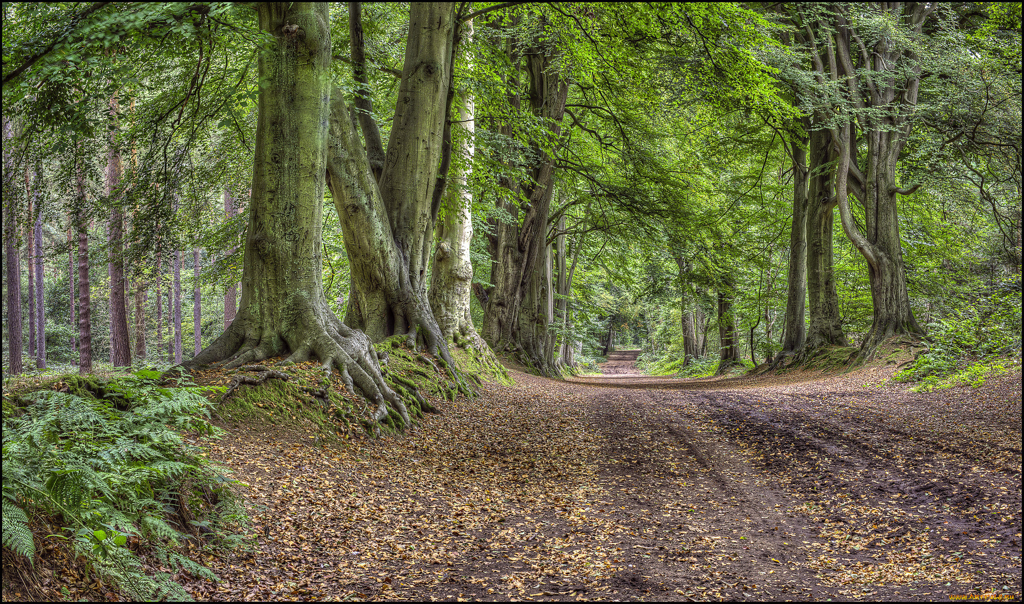 природа, дороги, тракт