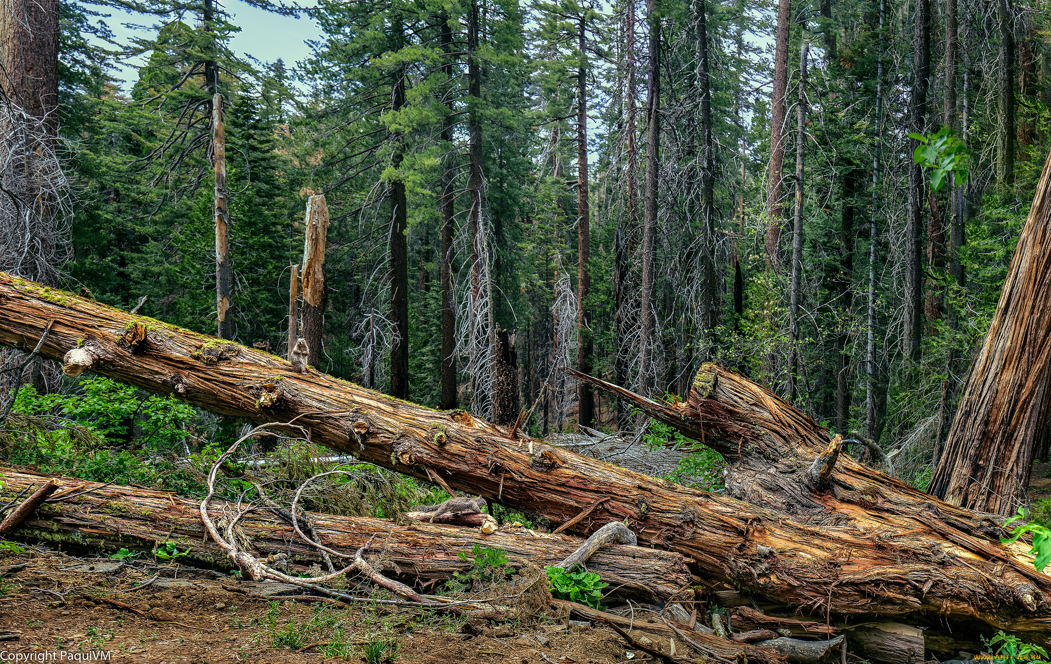 природа, лес, деревья