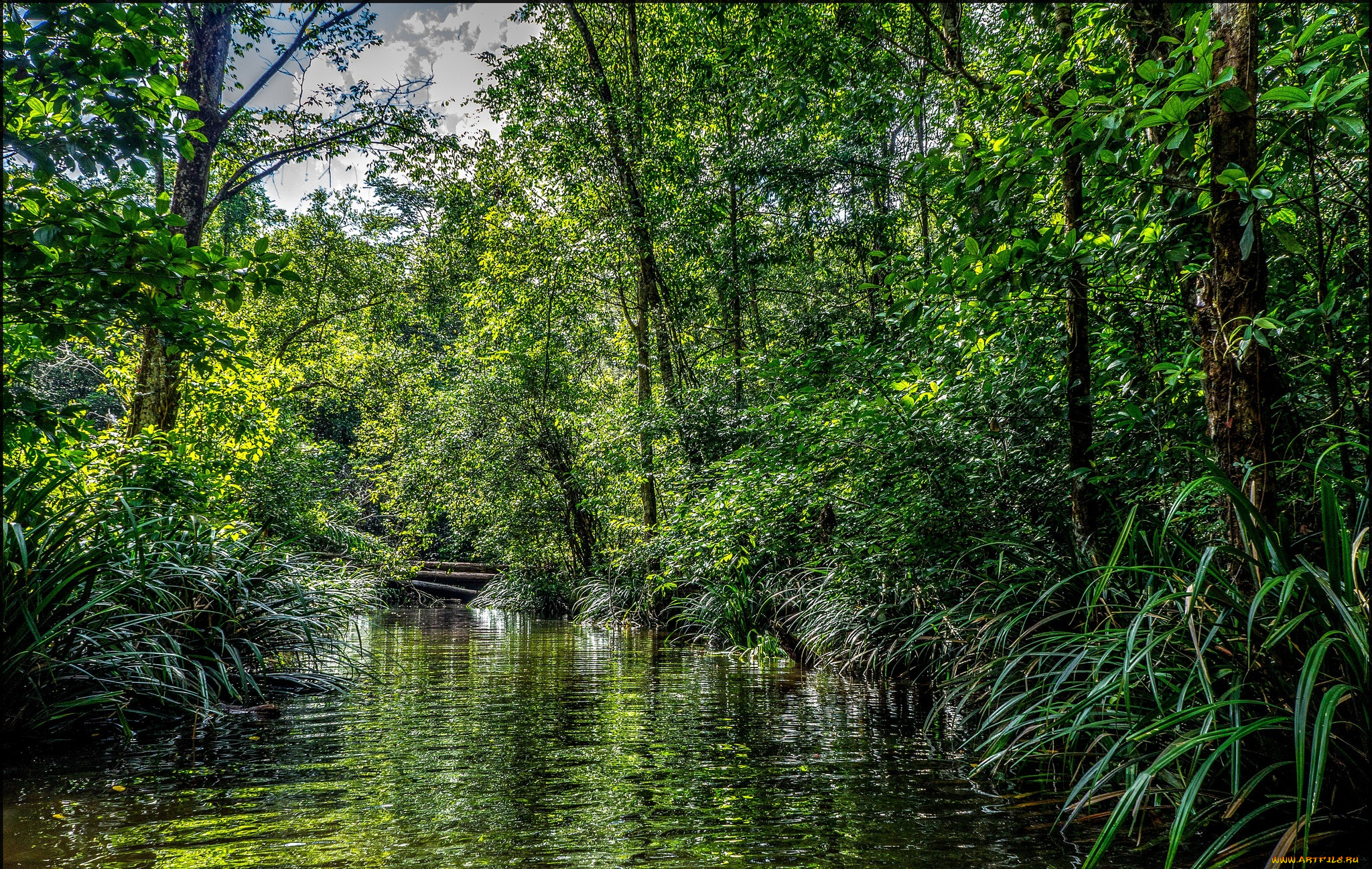 природа, реки, озера, лес, река