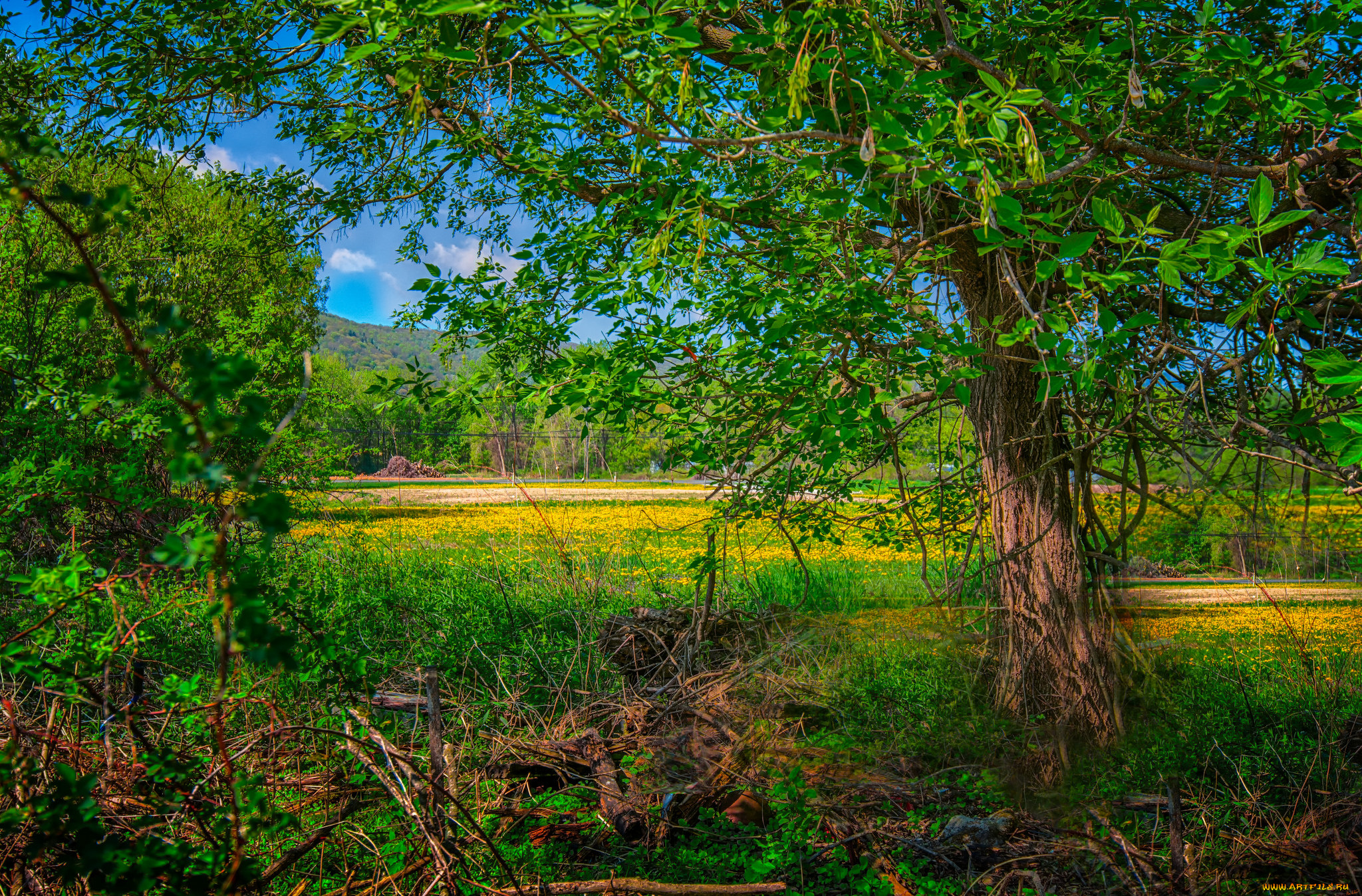 природа, лес, деревья