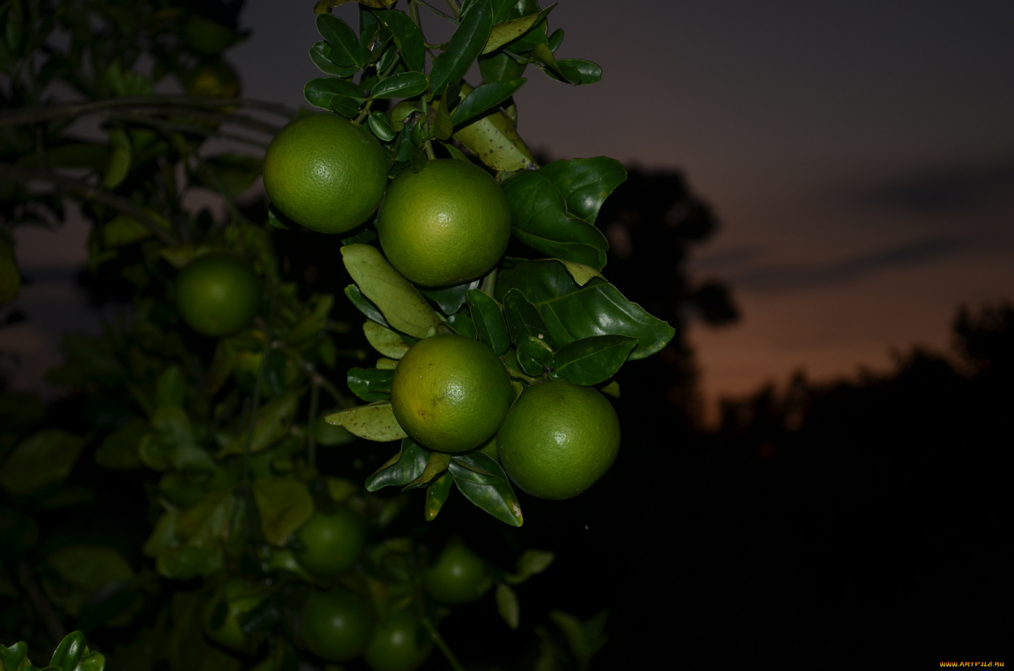 природа, плоды, лимоны