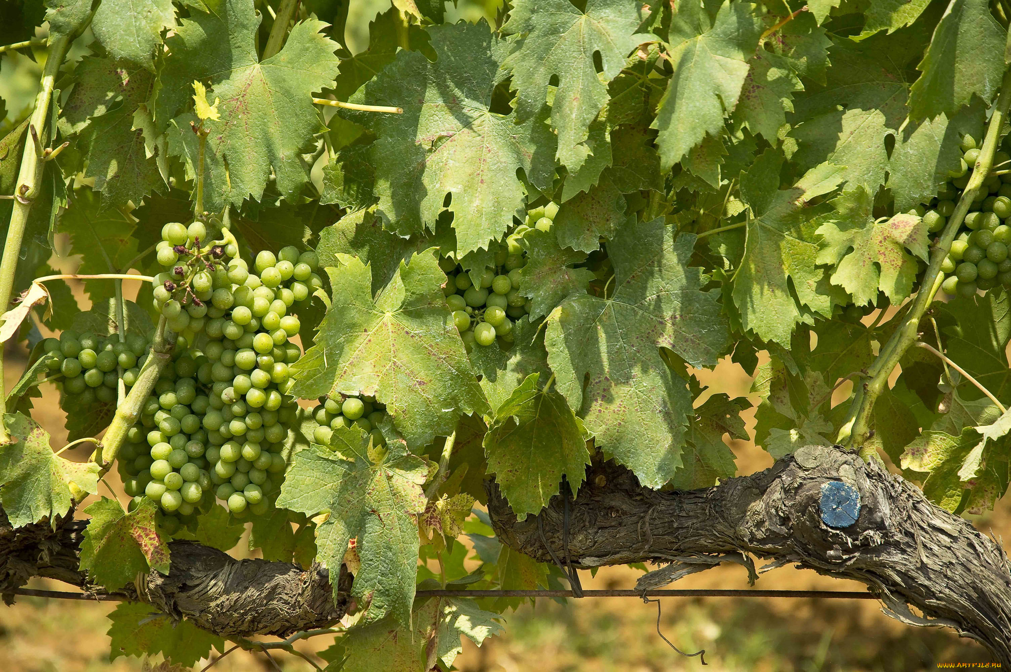 природа, Ягоды, , виноград, лоза