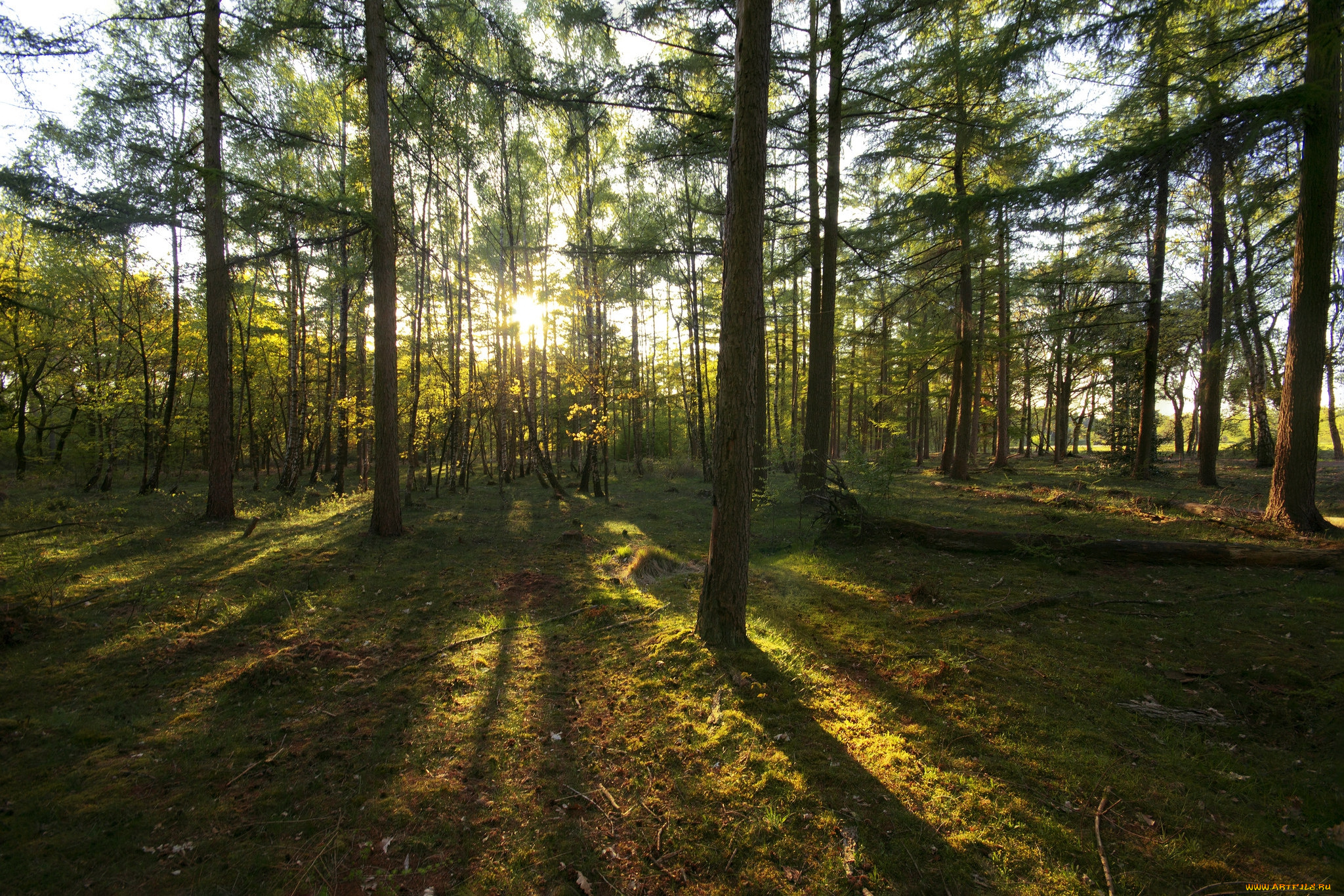 природа, лес, деревья