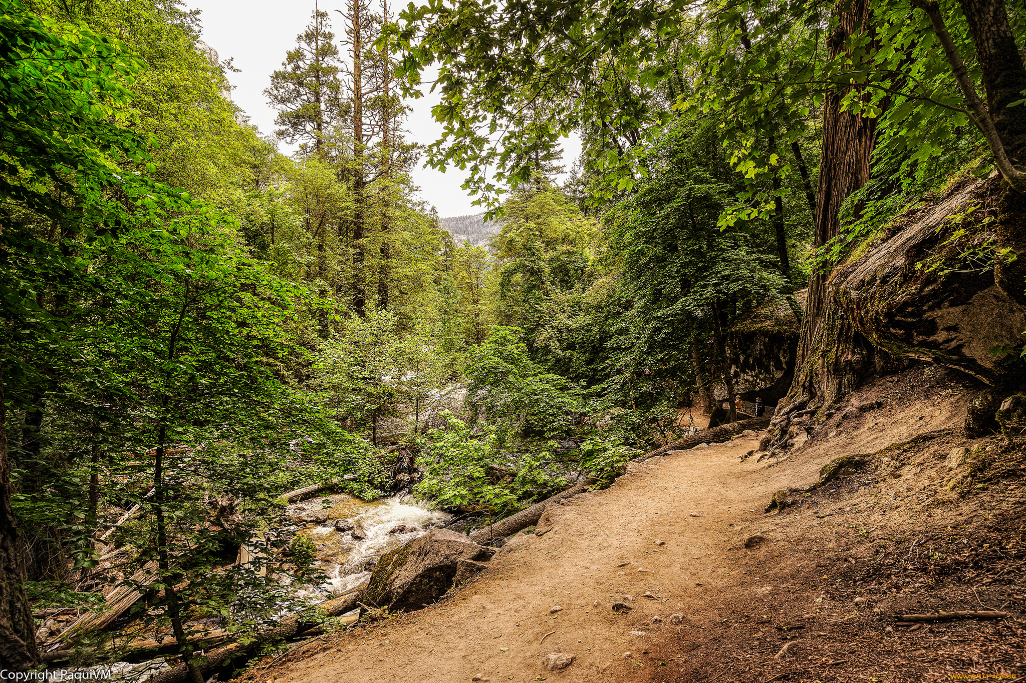 природа, лес, деревья