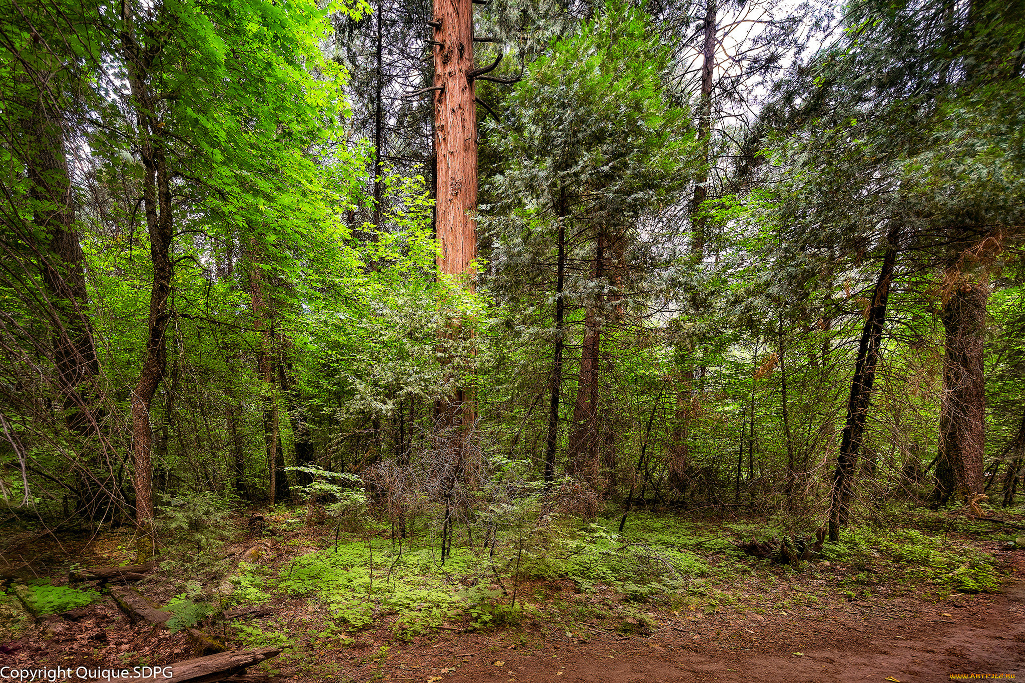 природа, лес, деревья