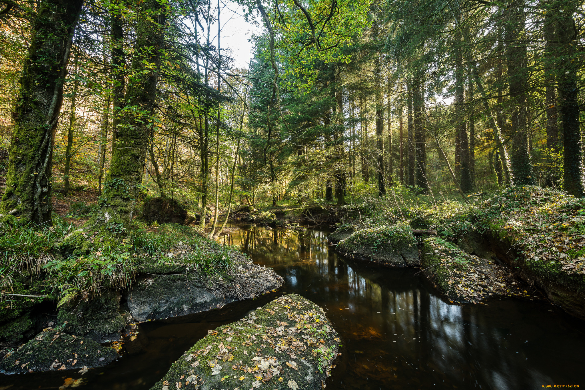 природа, реки, озера, лес, река