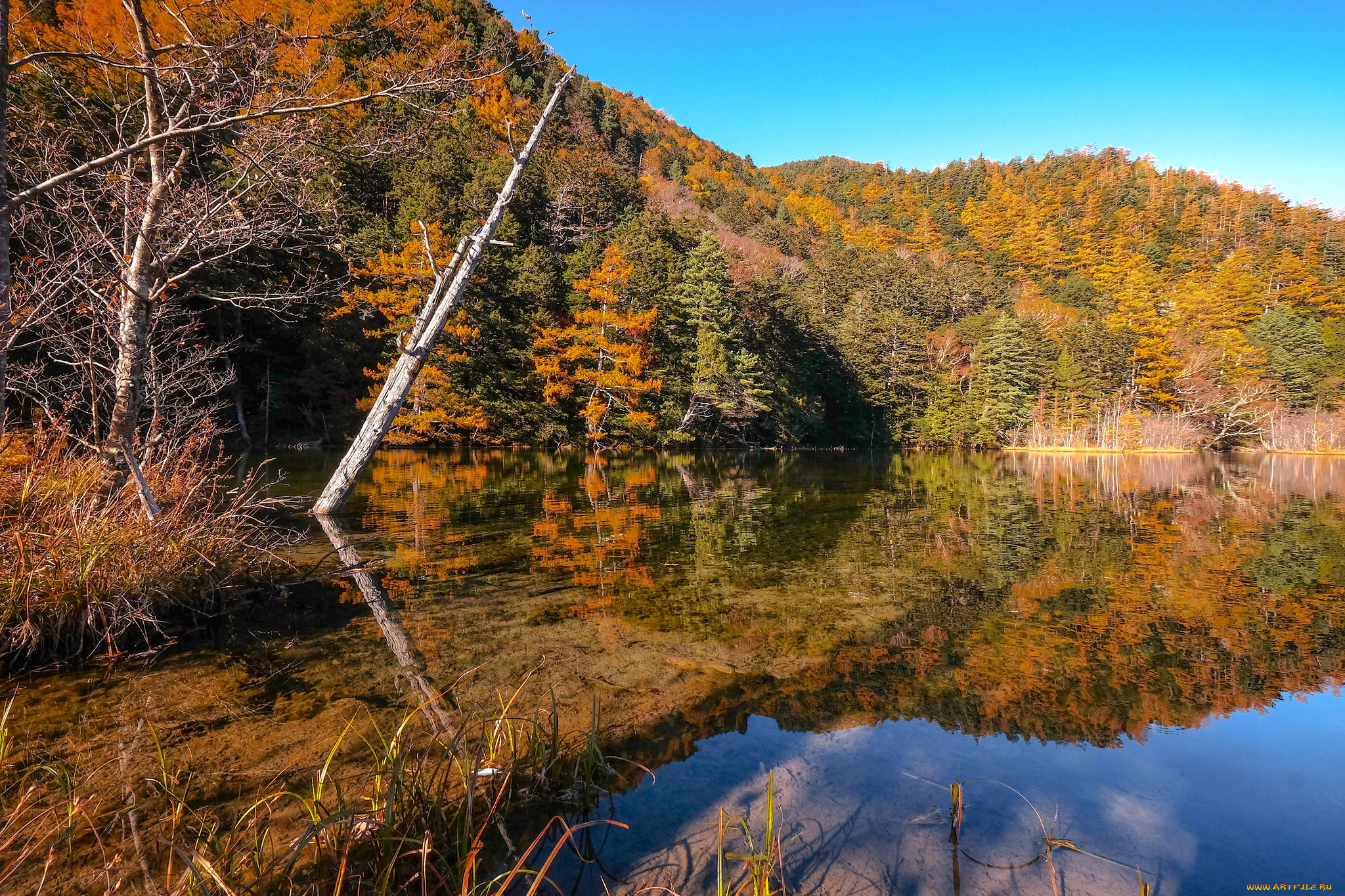 природа, реки, озера, лес, река