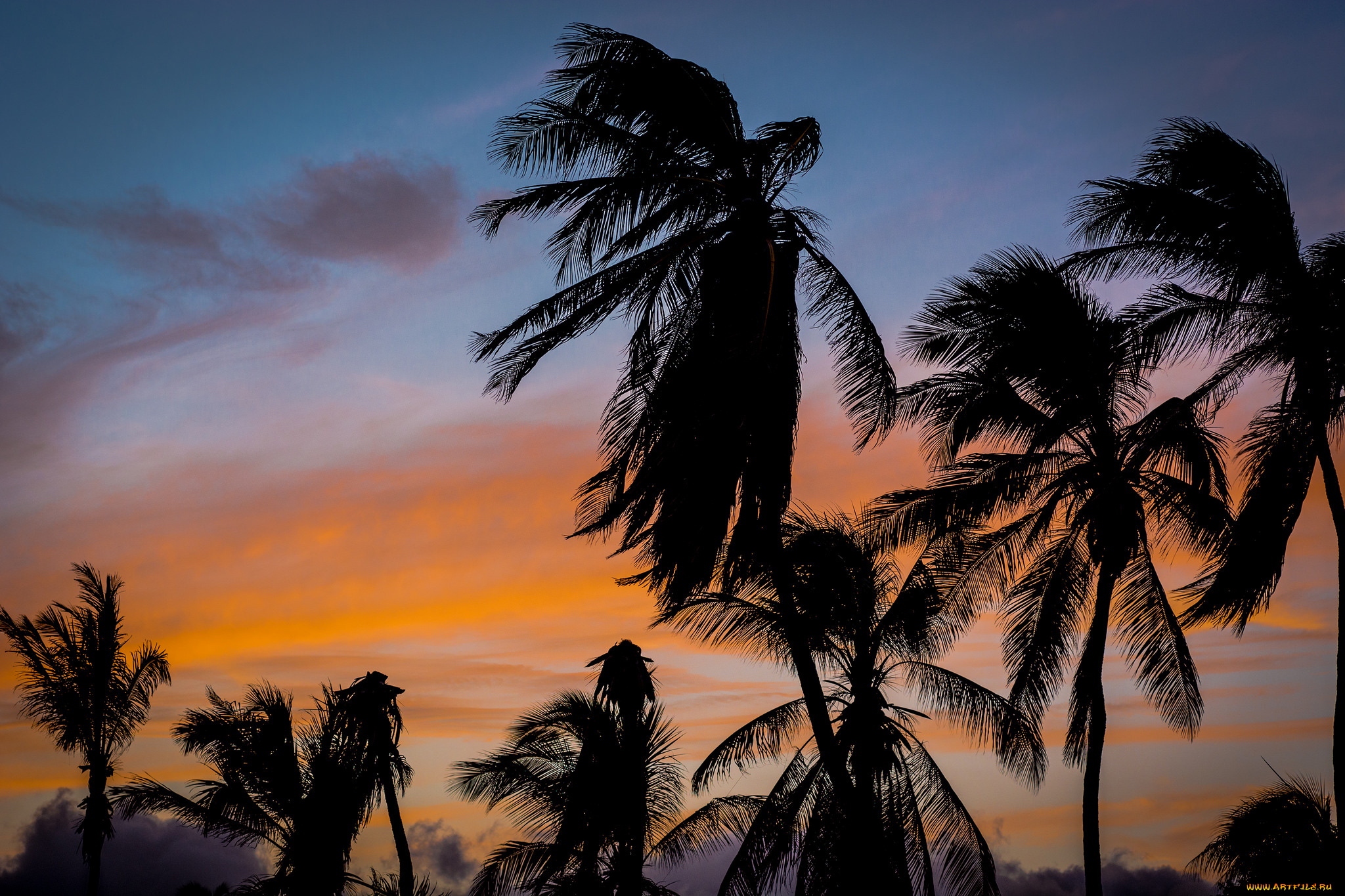 природа, тропики, курорт