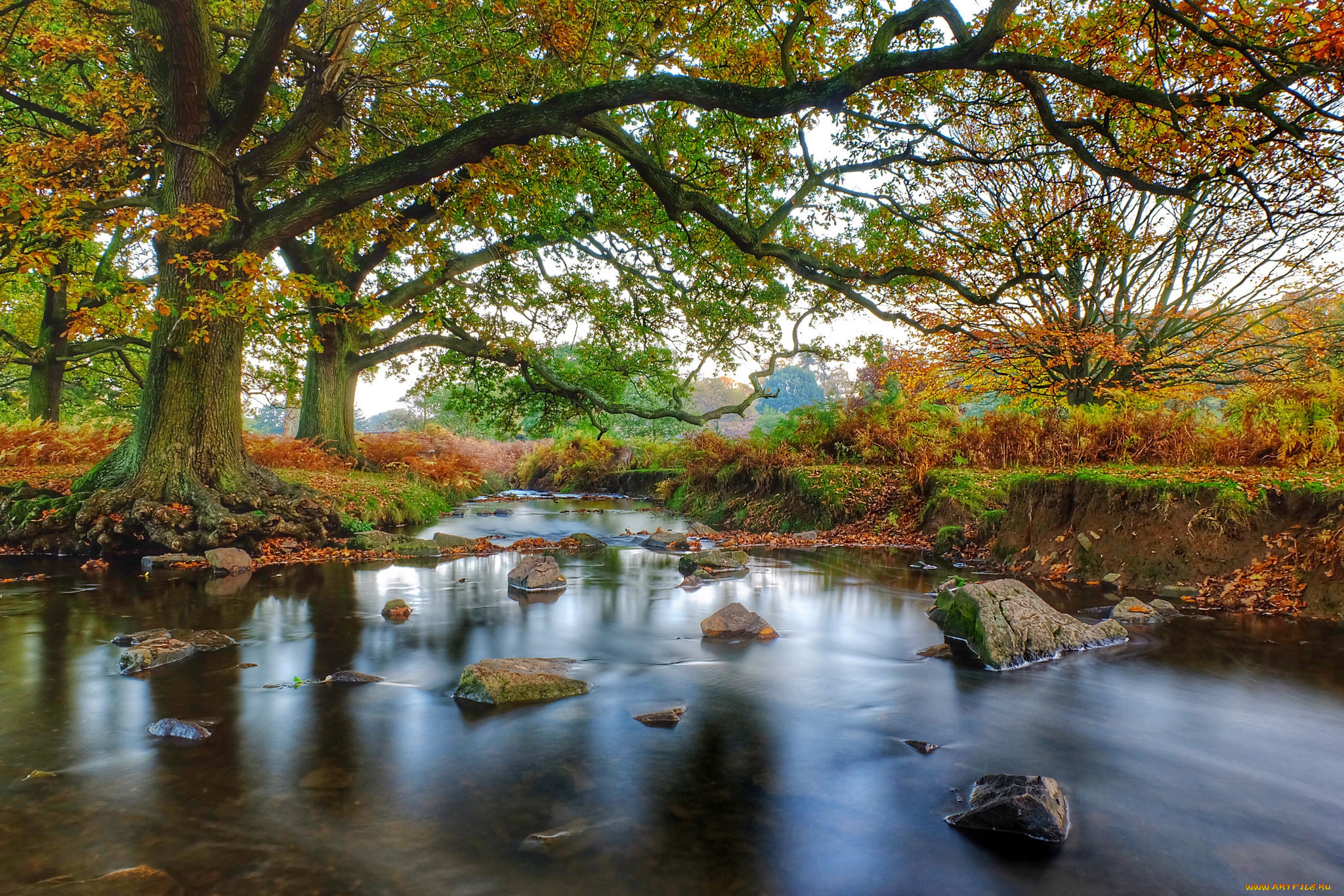 природа, реки, озера, лес, река